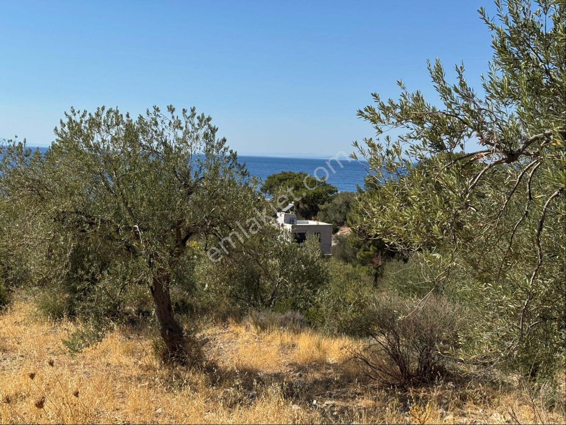 Merkez'den Dikili Bademli’de 5.776,11 M² Yatırımlık Zeytinlik / İmara Sınır - Görsel 6