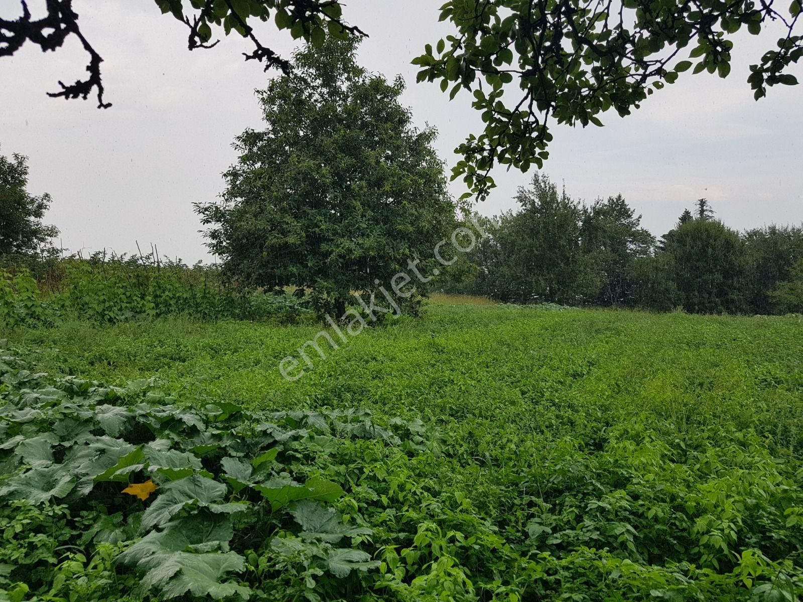 Kestel Alaçam Köyünde Satılık Tarla