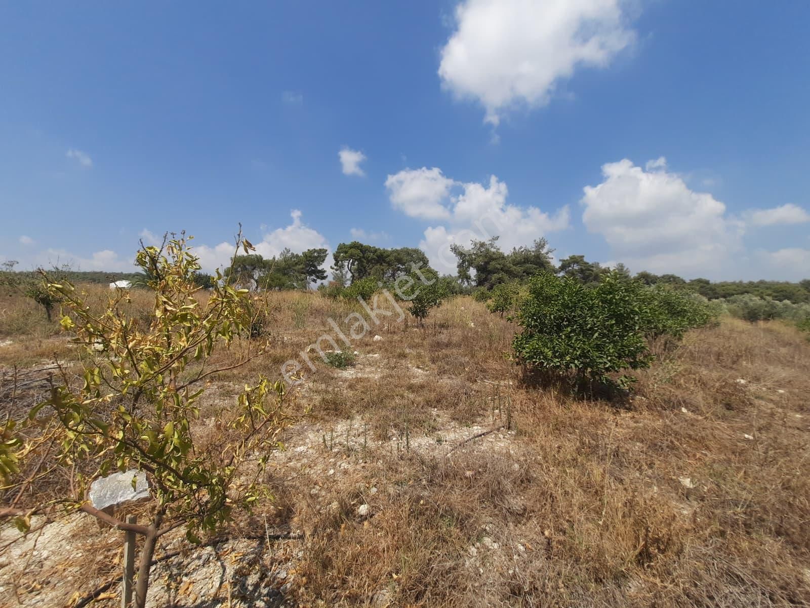 Mersin Toroslar Çelebilide Bn Termal Otel Civarı 5950m2 Tarla - Görsel 4