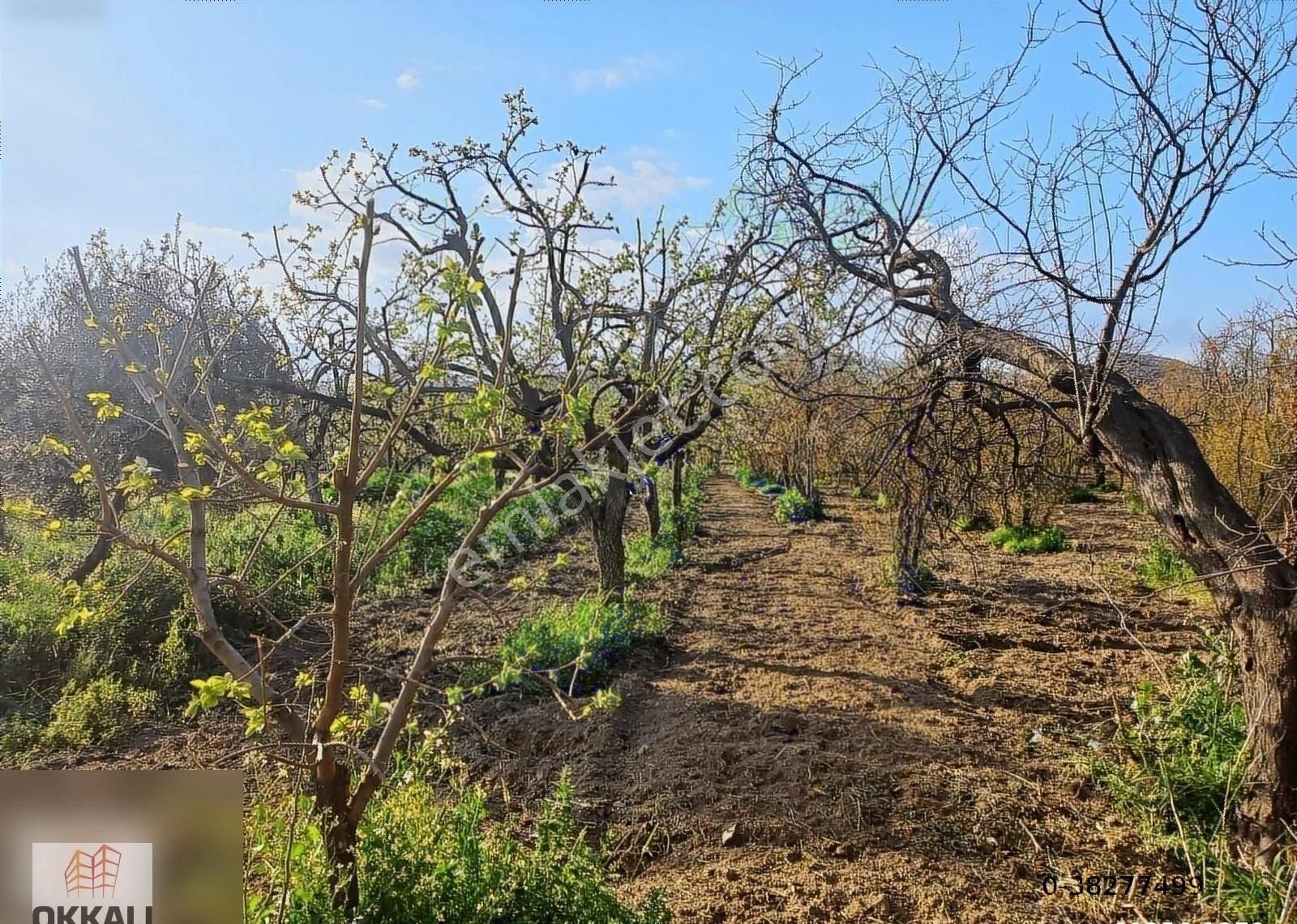 Okkalı Emlak Tan Emiralem Yayla Mah. Satılık Bahçe - Görsel 2