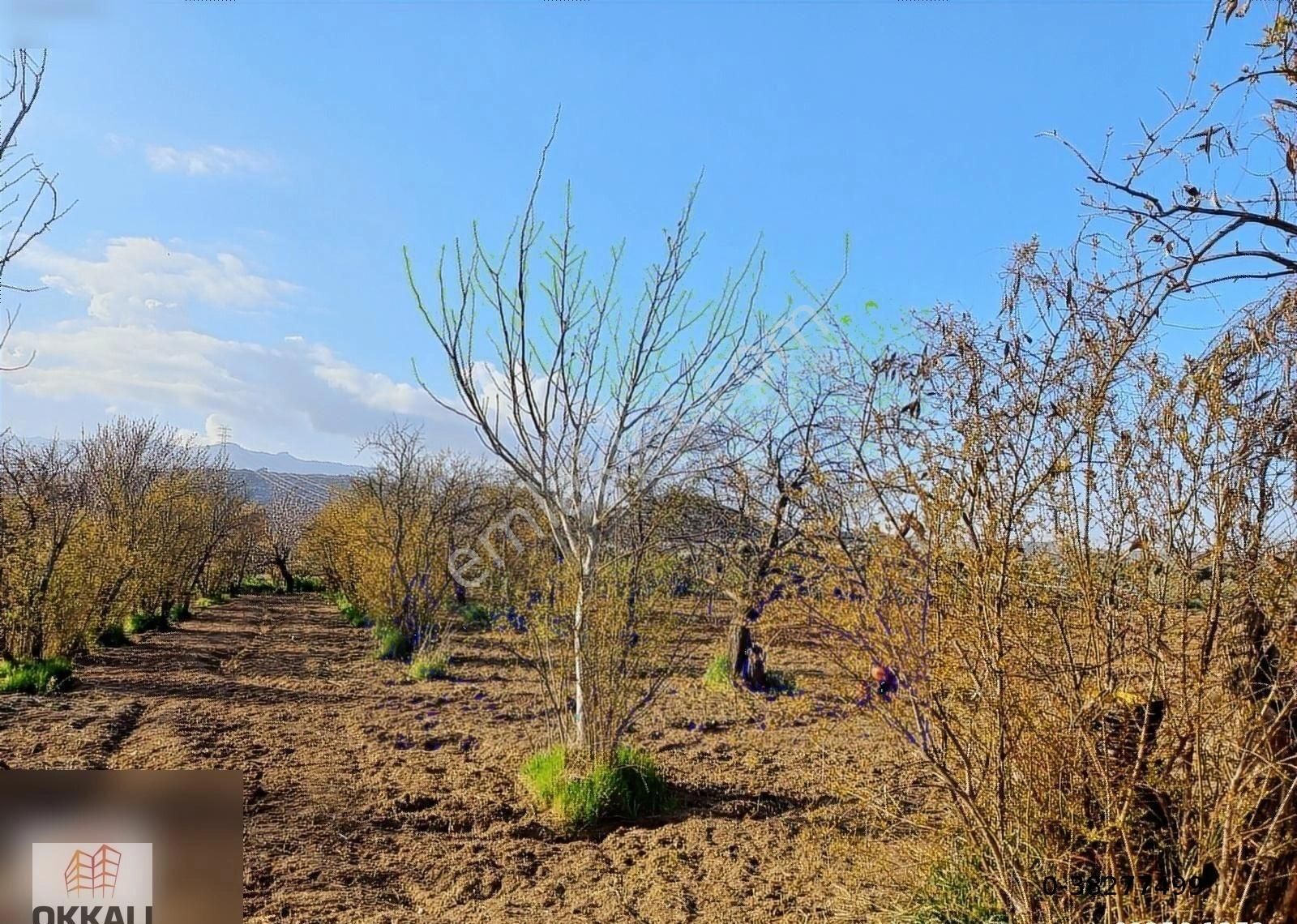 Okkalı Emlak Tan Emiralem Yayla Mah. Satılık Bahçe - Görsel 6