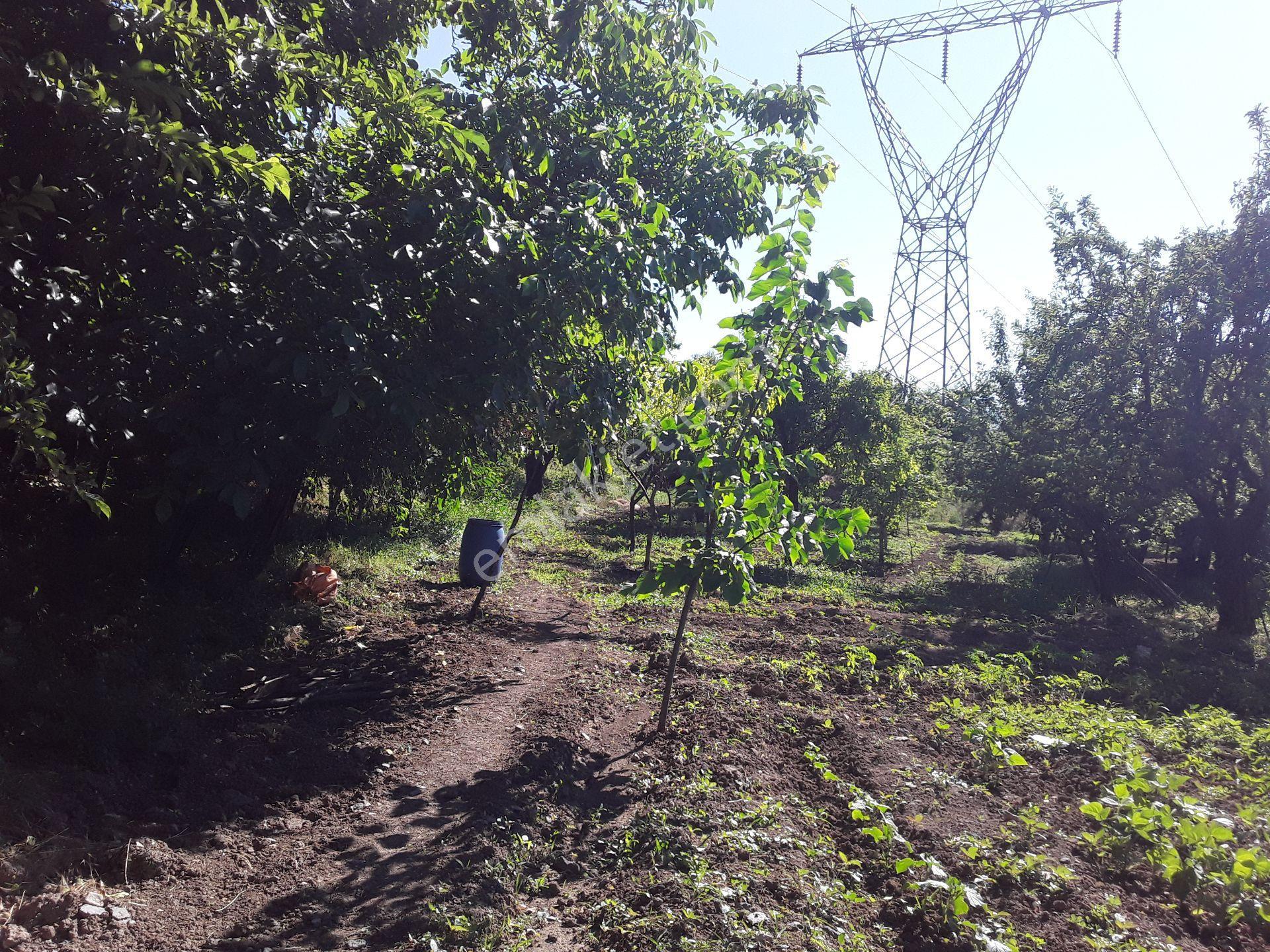 Keban Yolu Cip Mesire Yolu Satlık Hazır 4580 M2 Bahçe - Görsel 7