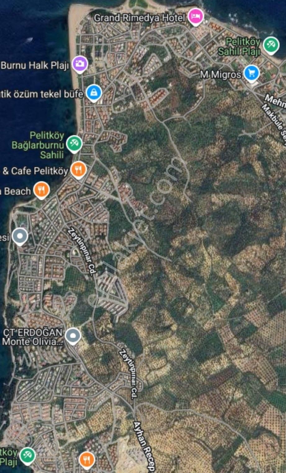 Balıkesir Gömeç Karaağaç Mahllesi 1820m2 Satılık Zeytinlik - Görsel 8