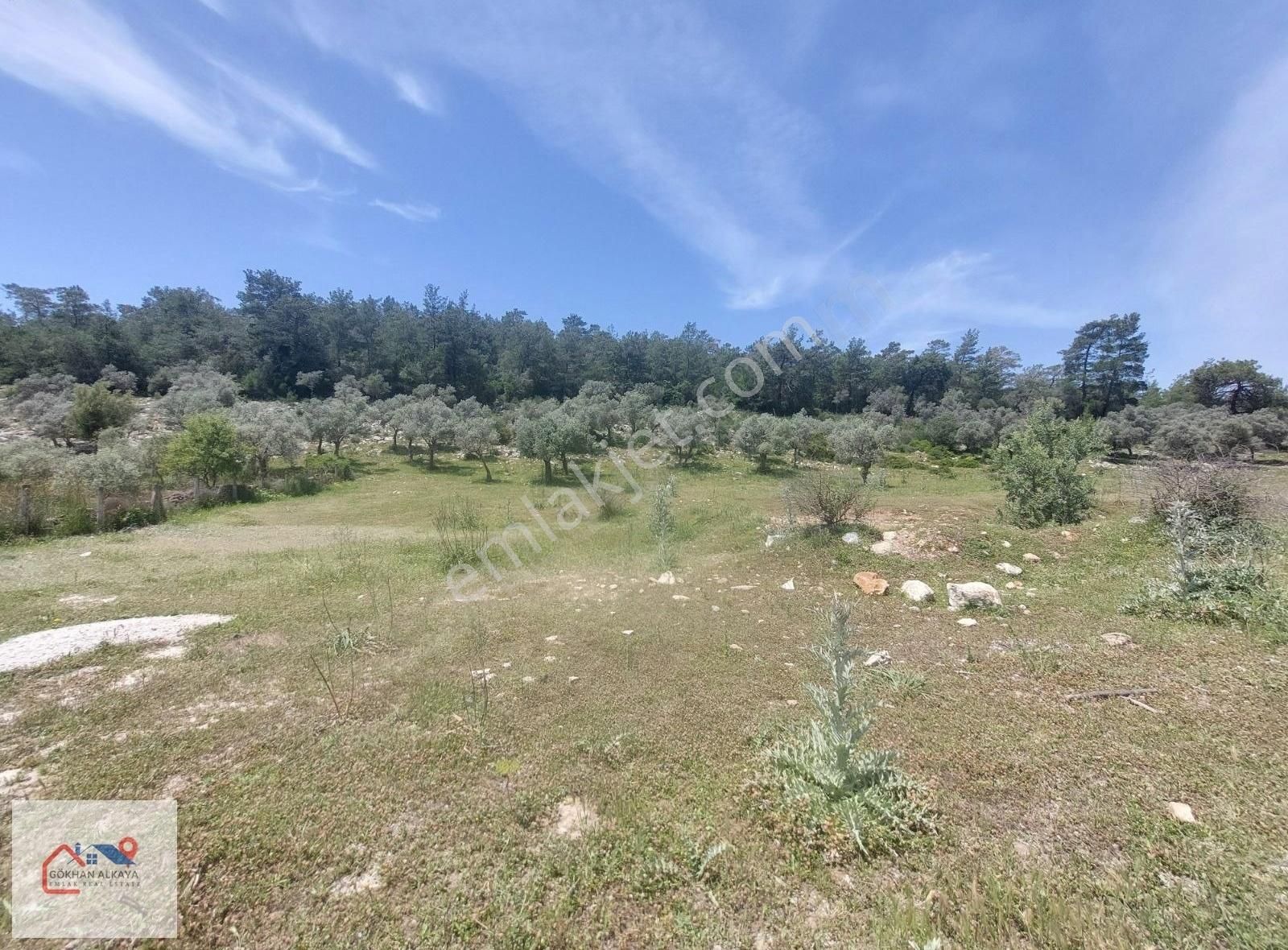 Muğla Milas Kıyıkışlacık Satılık Tarla 20.000m² Gökhan Alkaya'dn - Görsel 3