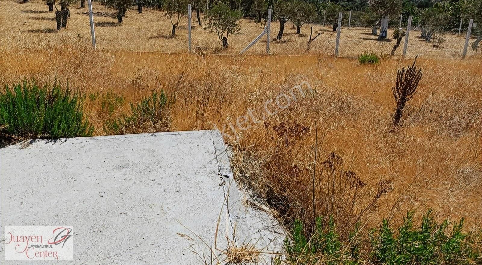 Tam Yatırımlık.çamlık Selçuk Güzergahı,yolu Asfalt.1914m2,acil S - Görsel 2