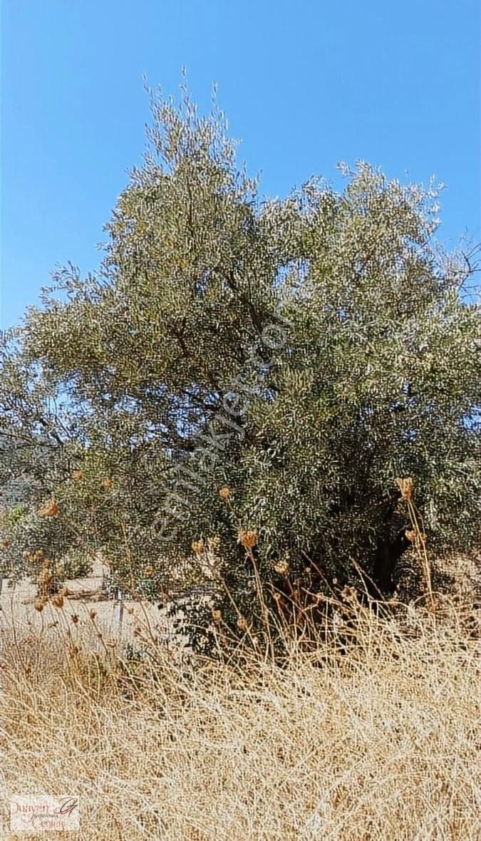 Tam Yatırımlık.çamlık Selçuk Güzergahı,yolu Asfalt.1914m2,acil S - Görsel 5