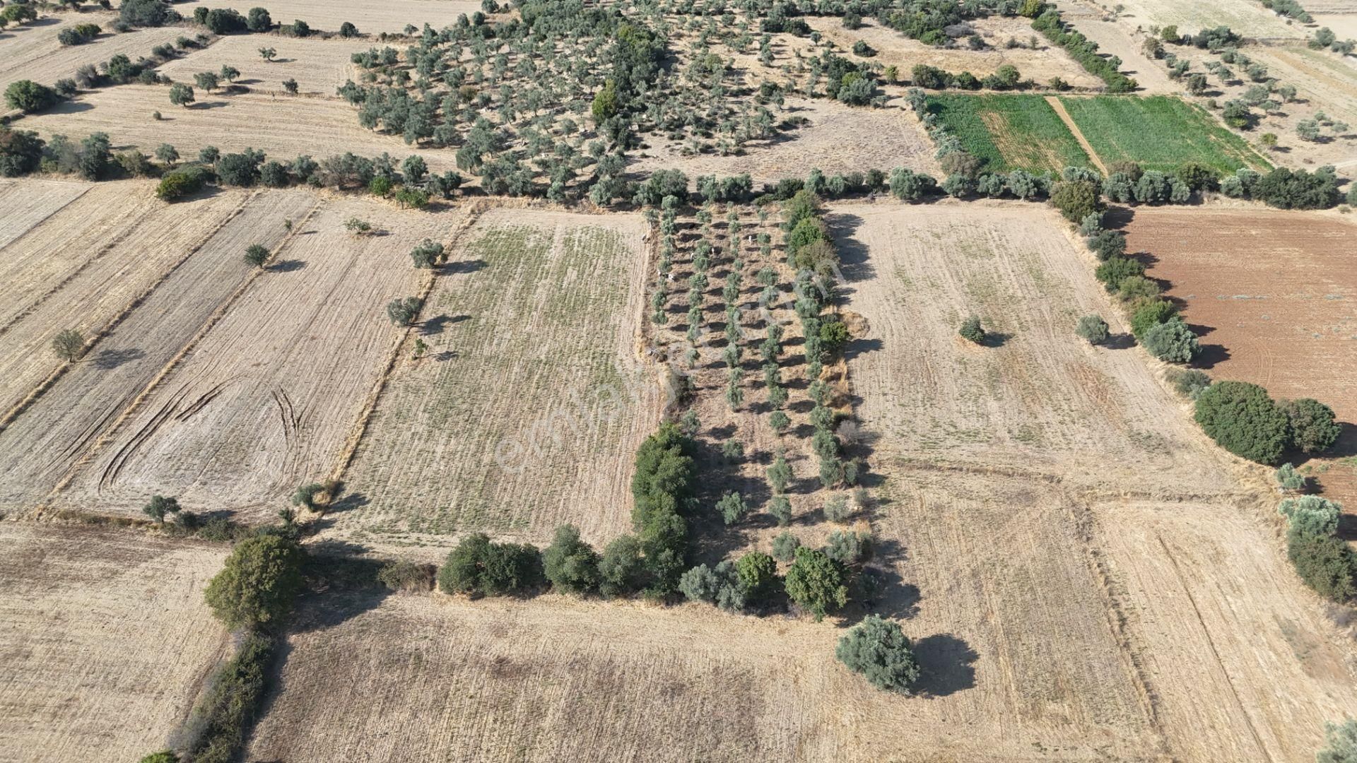 Milas Kazıklı'da Denize 2 Km İmar İçerisinde 4.527 M² Tarla