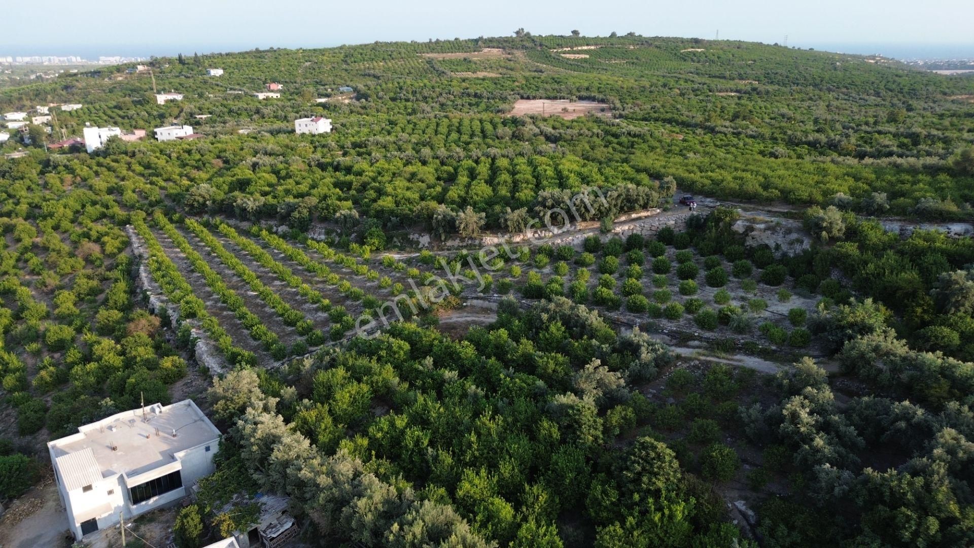 Doğa Ve Deniz Manzaralı Bakımlı Limon Bahçesi - Görsel 18