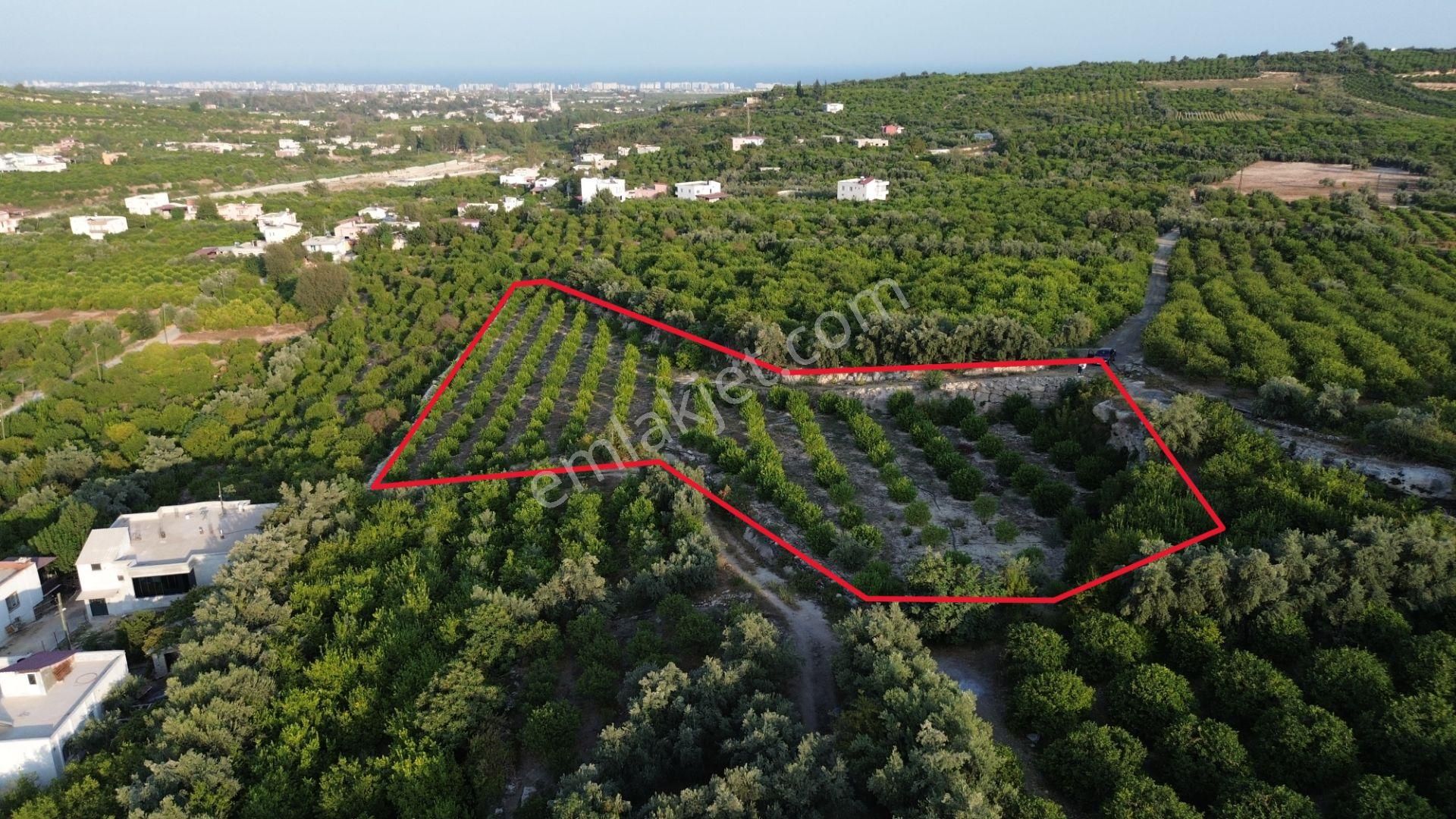 Doğa Ve Deniz Manzaralı Bakımlı Limon Bahçesi