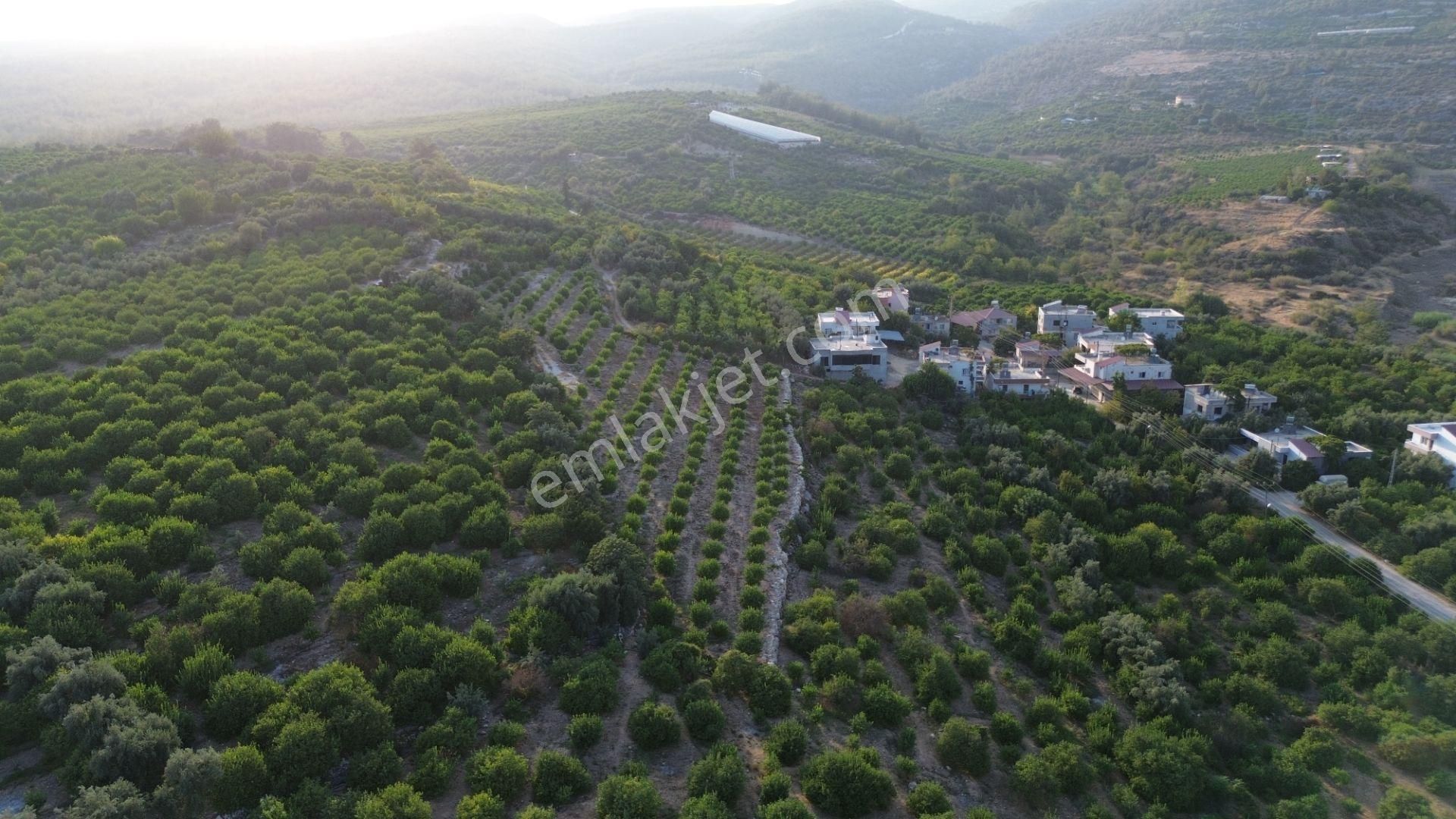 Doğa Ve Deniz Manzaralı Bakımlı Limon Bahçesi - Görsel 14