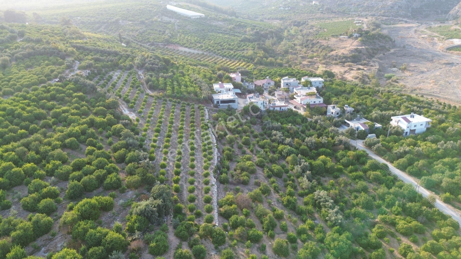 Doğa Ve Deniz Manzaralı Bakımlı Limon Bahçesi - Görsel 13