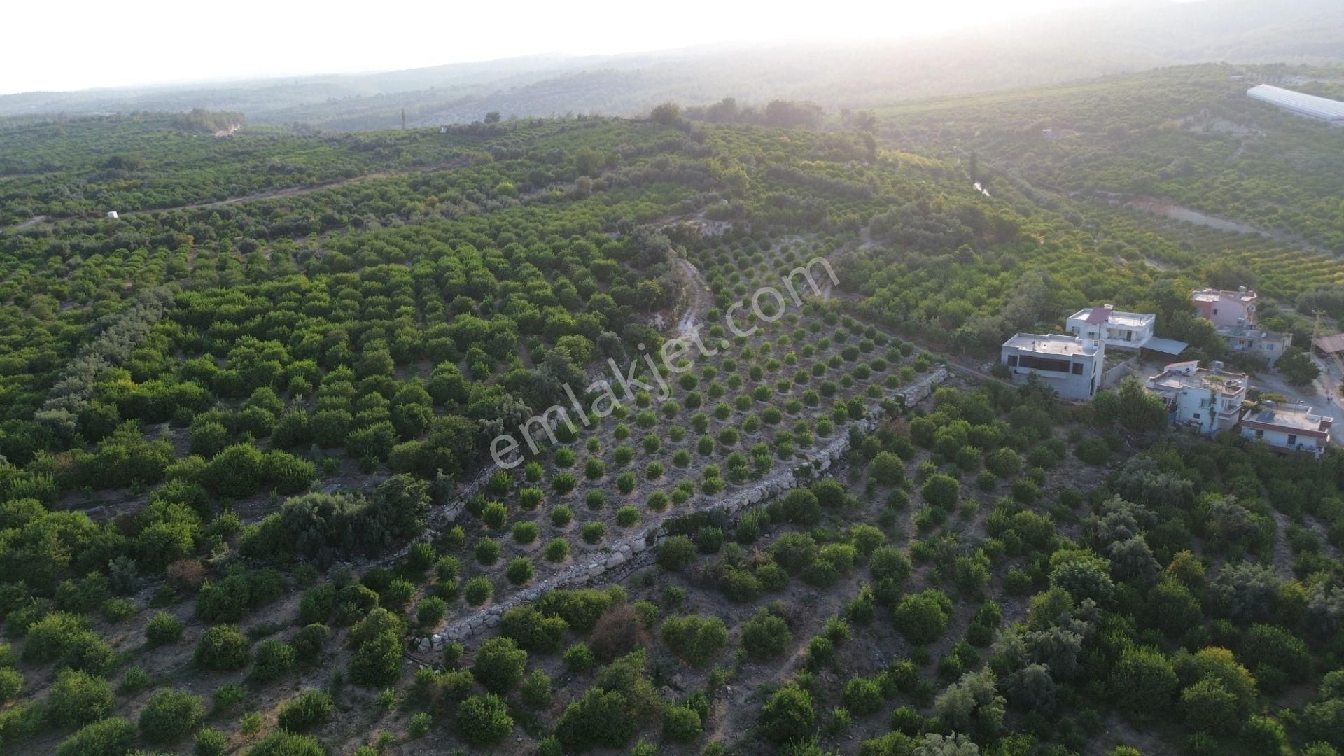Doğa Ve Deniz Manzaralı Bakımlı Limon Bahçesi - Görsel 17