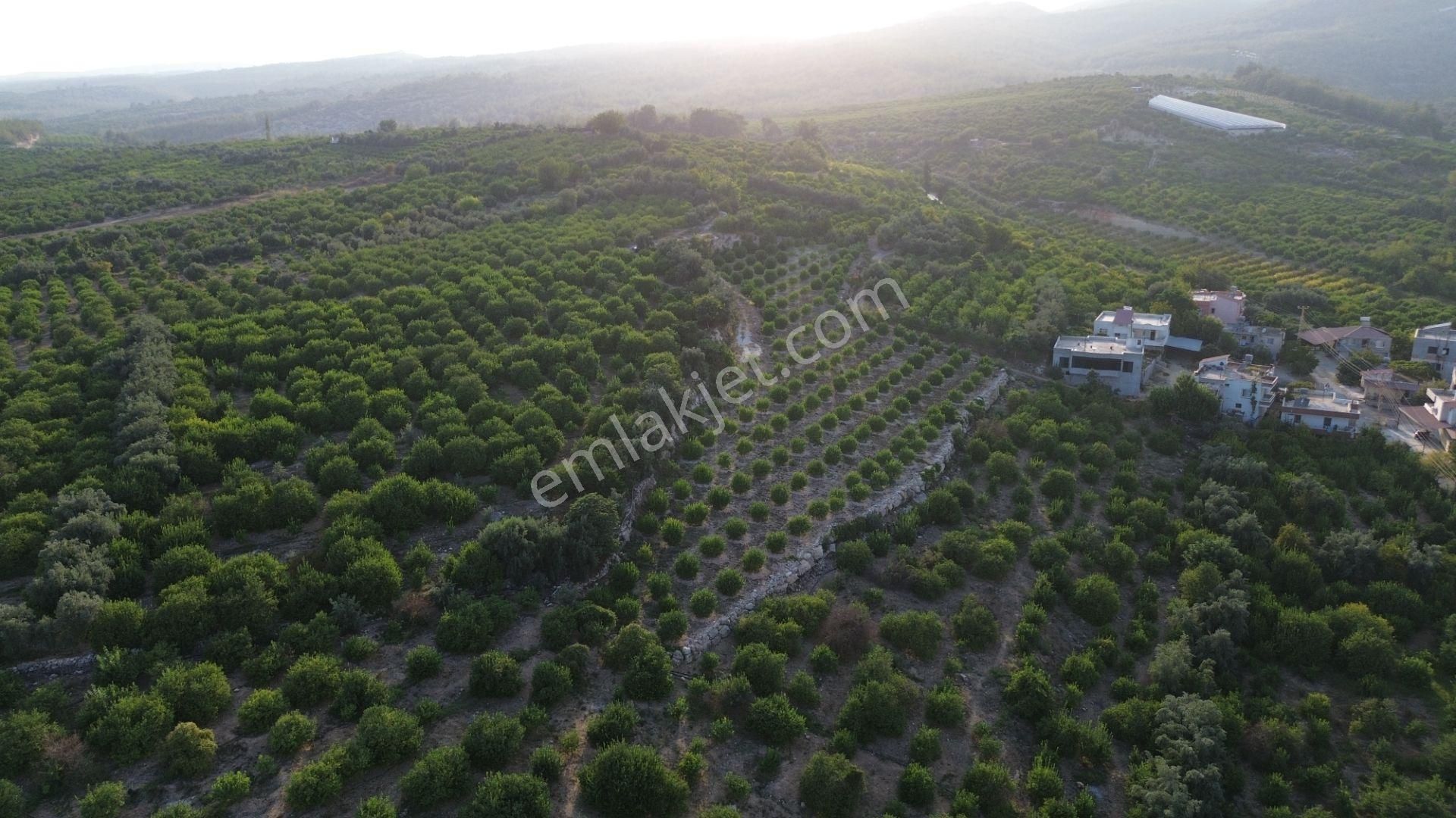 Doğa Ve Deniz Manzaralı Bakımlı Limon Bahçesi - Görsel 16