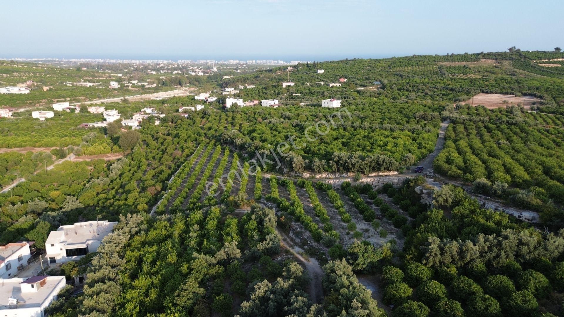 Doğa Ve Deniz Manzaralı Bakımlı Limon Bahçesi - Görsel 6