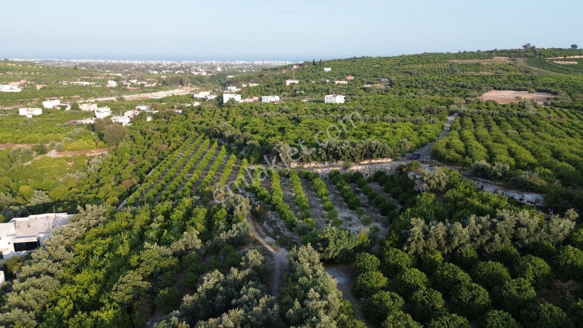 Doğa Ve Deniz Manzaralı Bakımlı Limon Bahçesi - Görsel 9