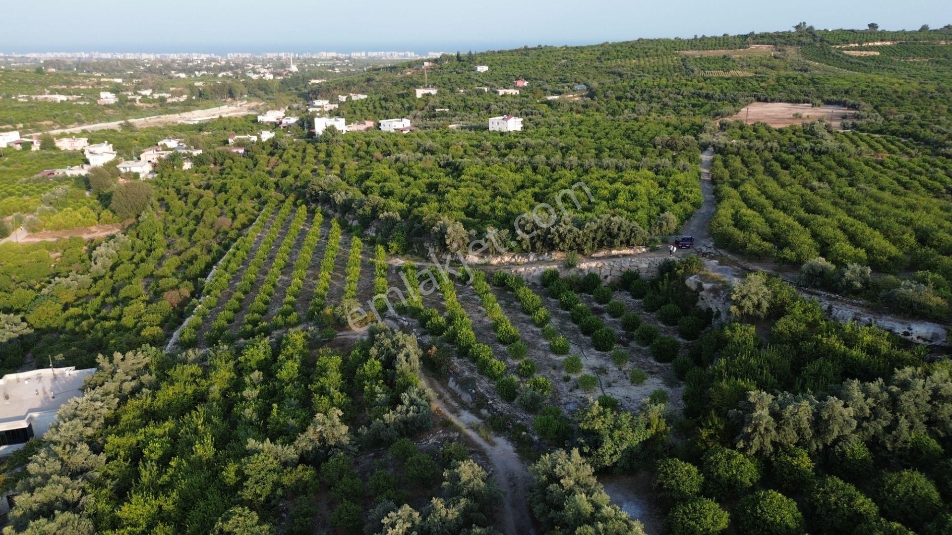 Doğa Ve Deniz Manzaralı Bakımlı Limon Bahçesi - Görsel 22