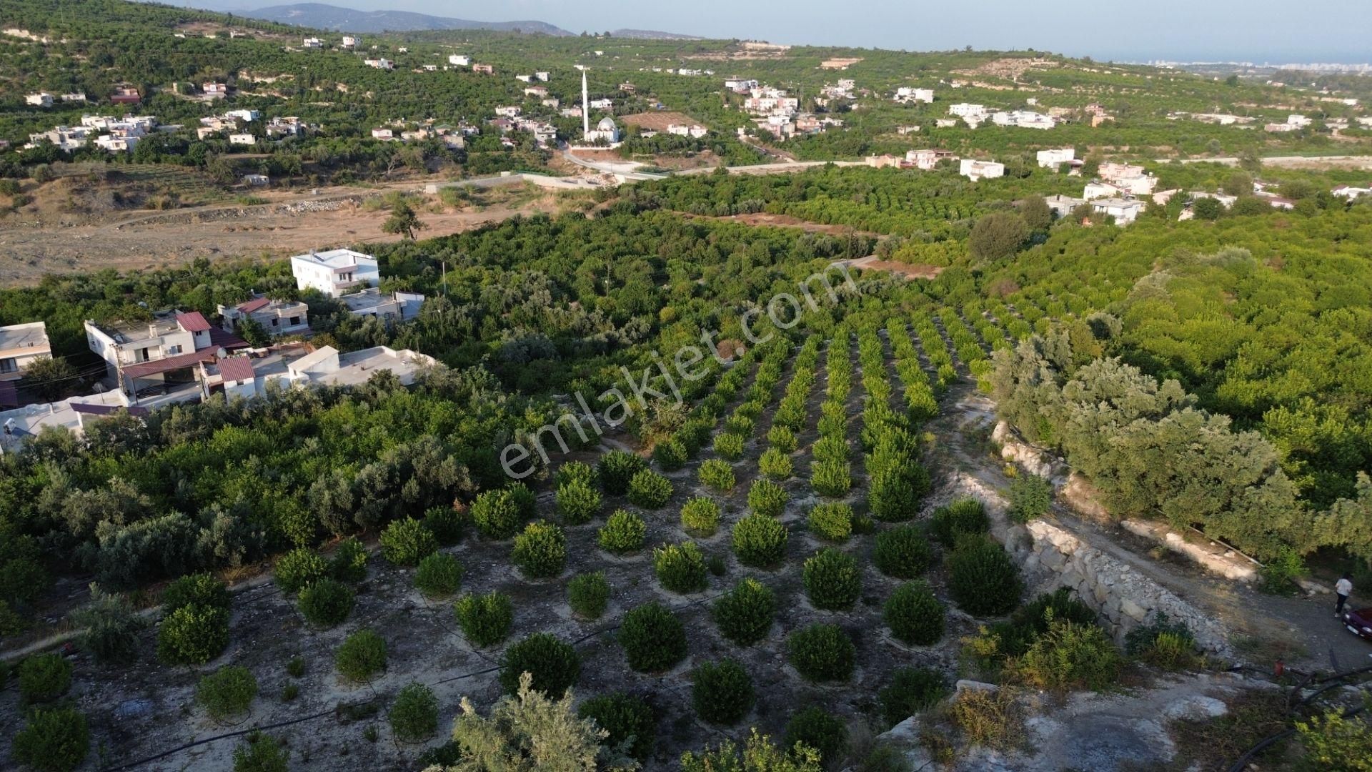 Doğa Ve Deniz Manzaralı Bakımlı Limon Bahçesi - Görsel 23