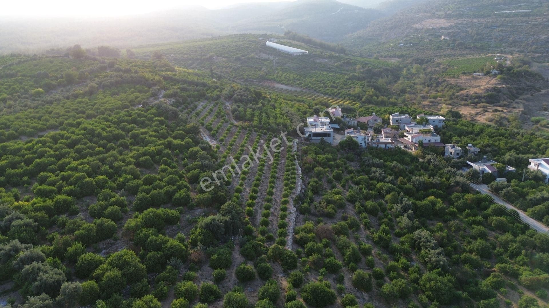 Doğa Ve Deniz Manzaralı Bakımlı Limon Bahçesi - Görsel 15