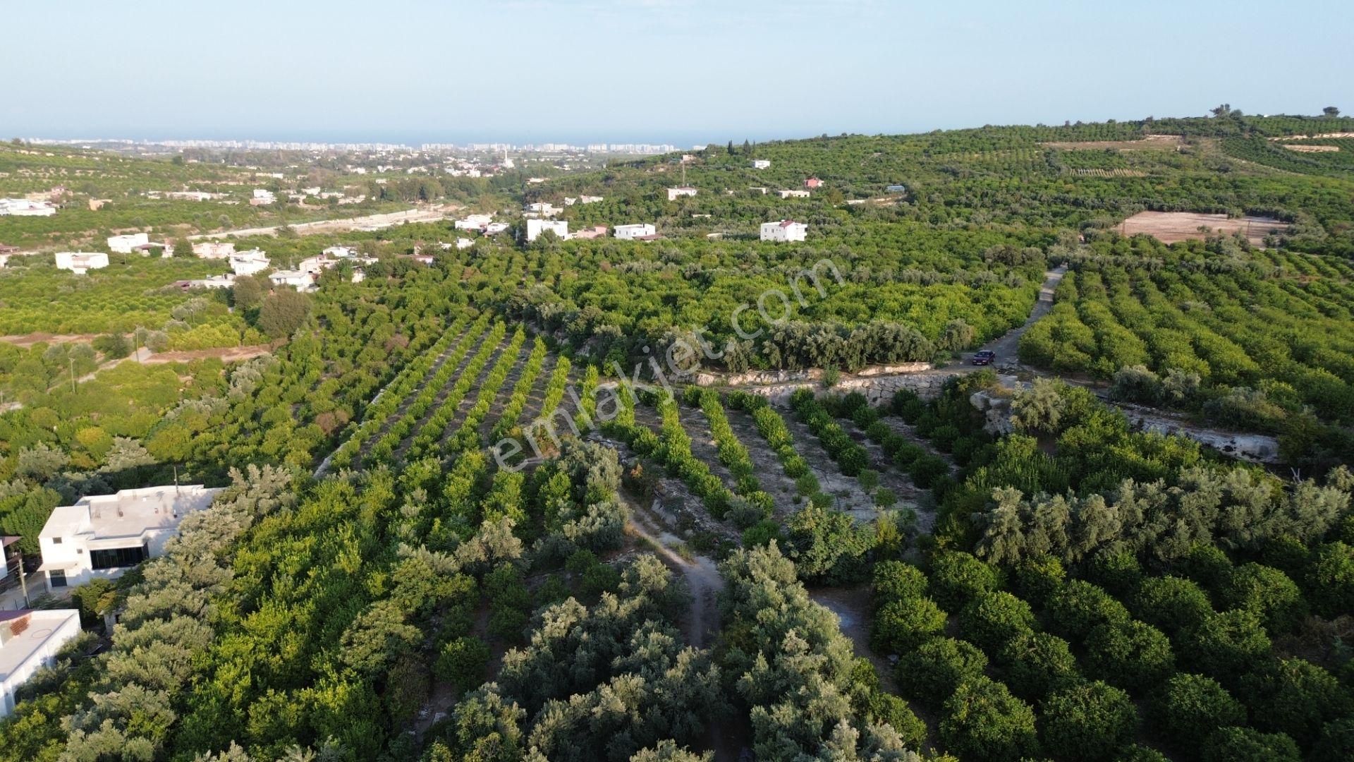 Doğa Ve Deniz Manzaralı Bakımlı Limon Bahçesi - Görsel 8
