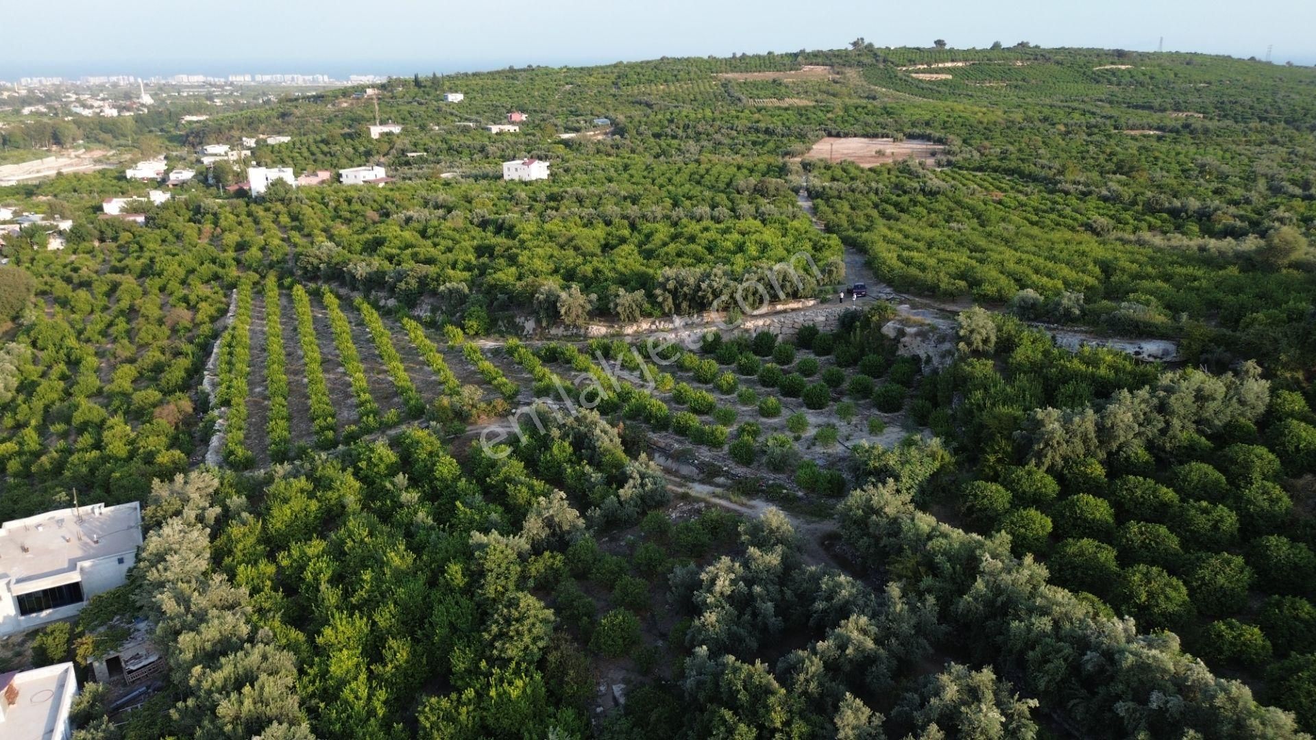 Doğa Ve Deniz Manzaralı Bakımlı Limon Bahçesi - Görsel 20
