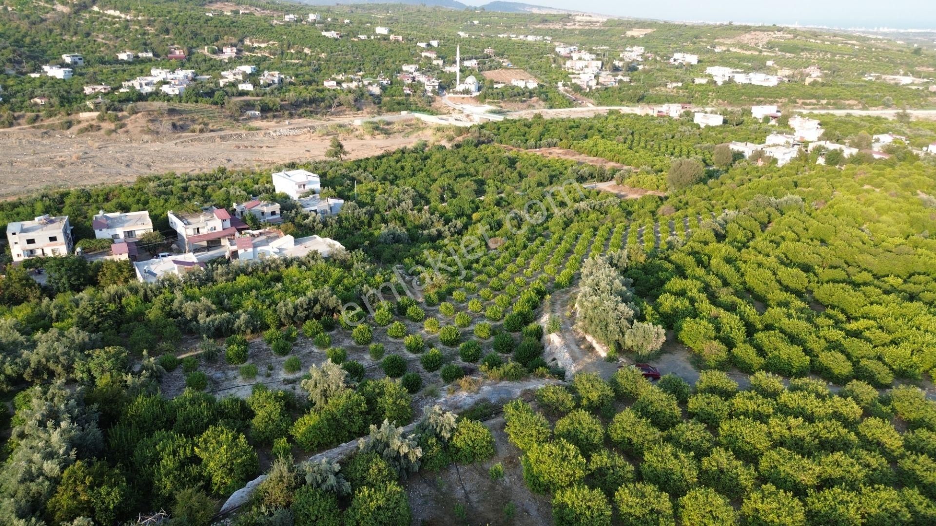 Doğa Ve Deniz Manzaralı Bakımlı Limon Bahçesi - Görsel 11