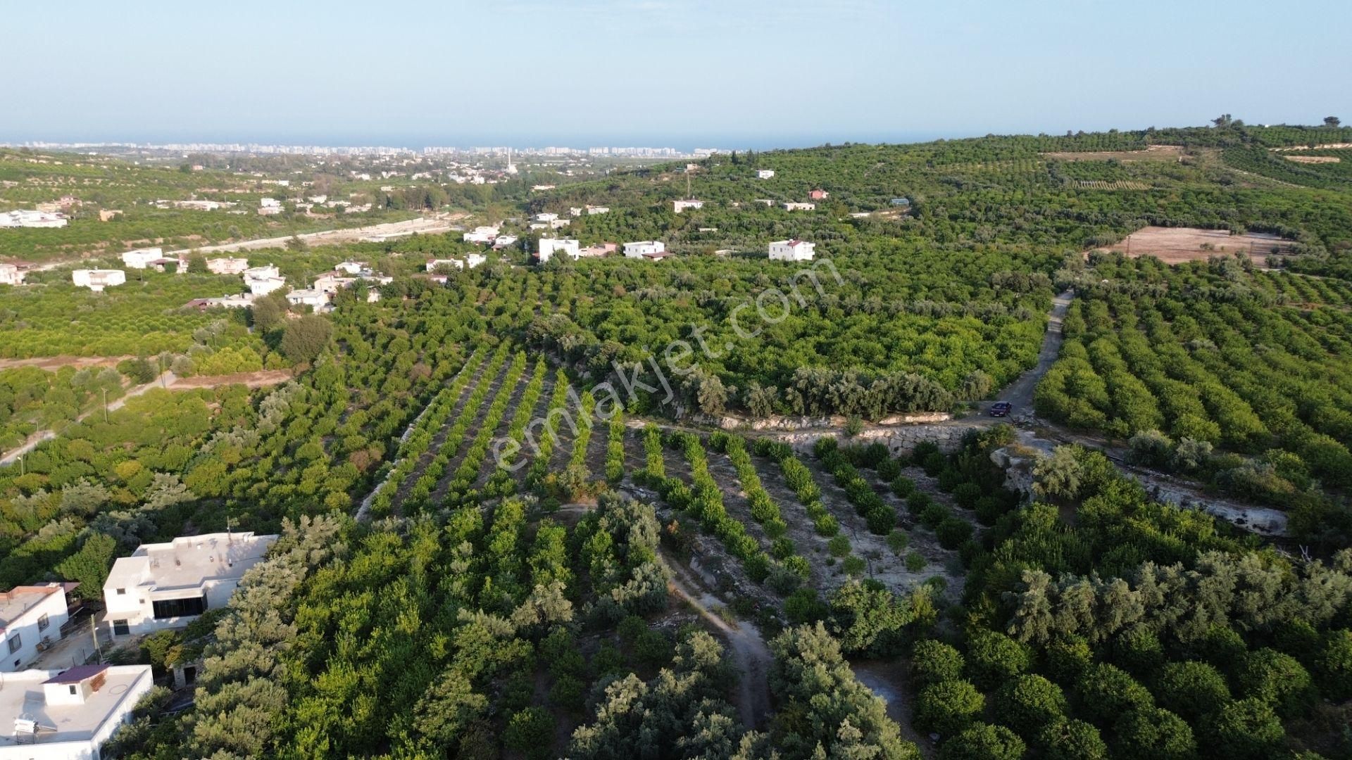 Doğa Ve Deniz Manzaralı Bakımlı Limon Bahçesi - Görsel 7