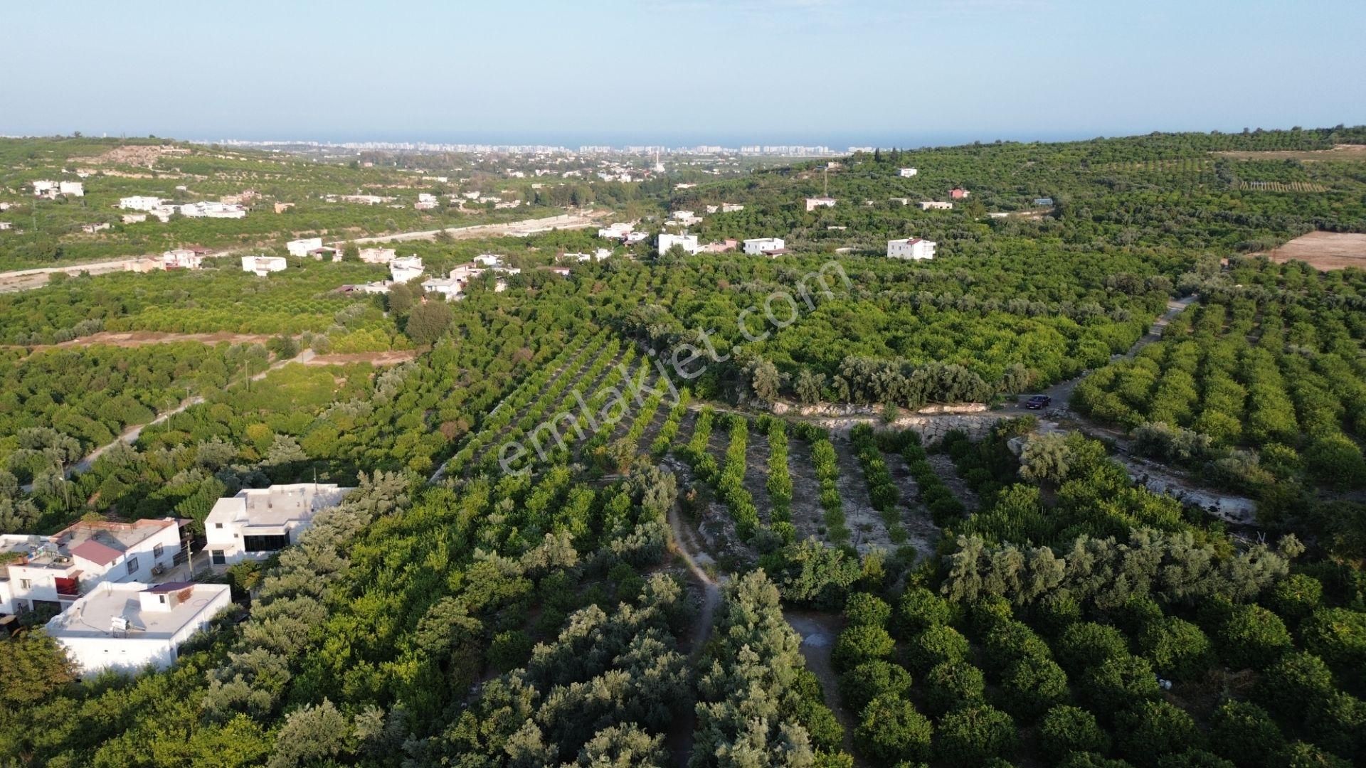 Doğa Ve Deniz Manzaralı Bakımlı Limon Bahçesi - Görsel 4