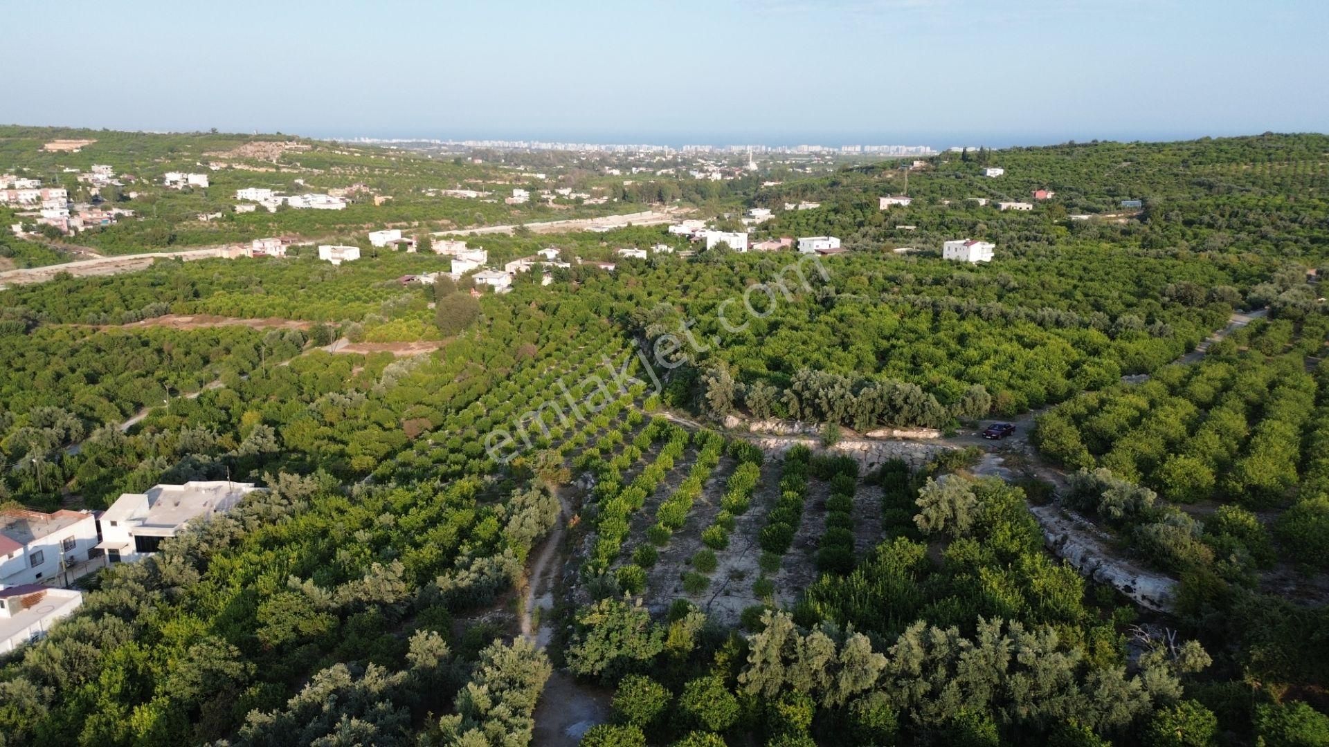 Doğa Ve Deniz Manzaralı Bakımlı Limon Bahçesi - Görsel 3
