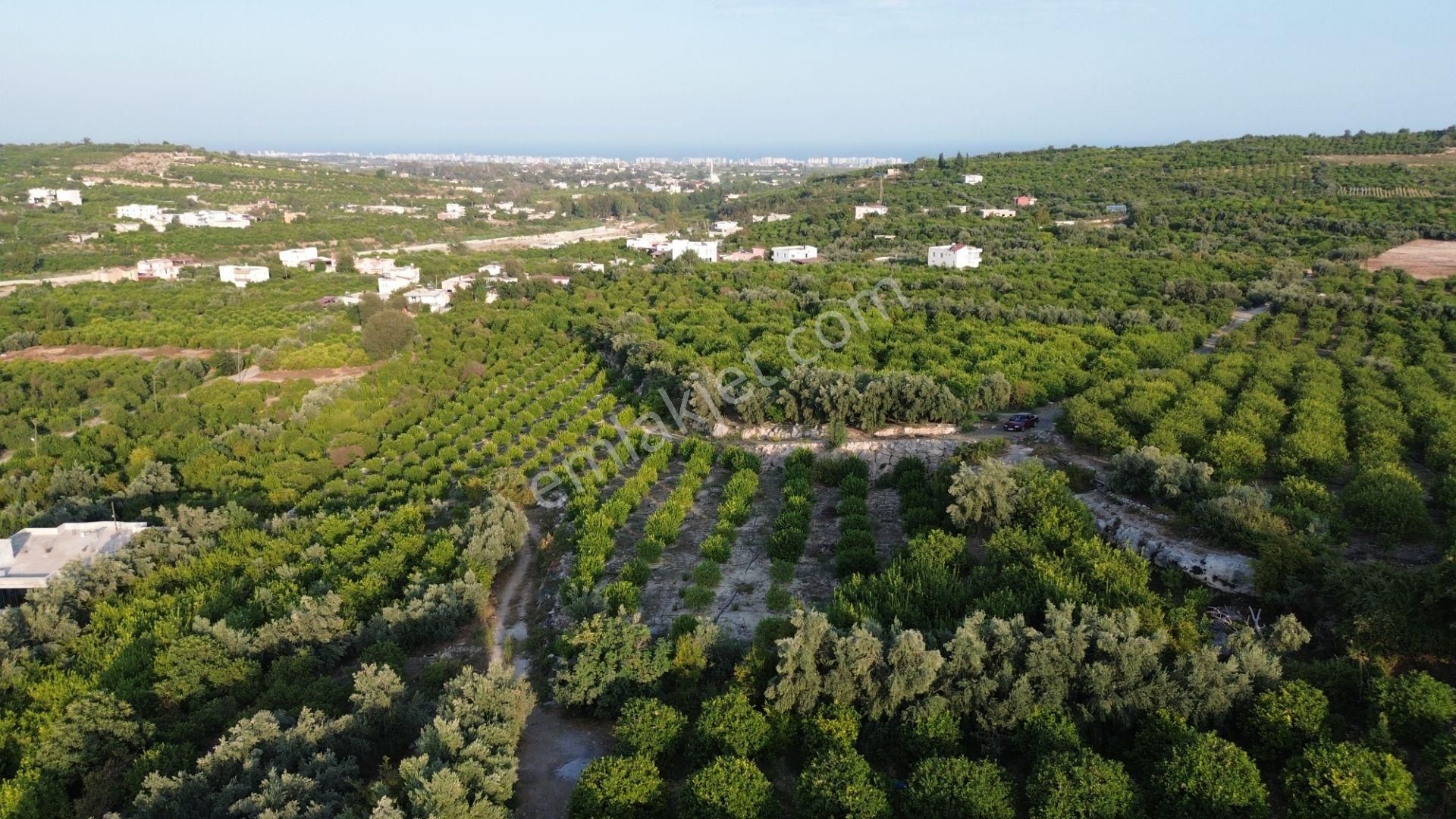 Doğa Ve Deniz Manzaralı Bakımlı Limon Bahçesi - Görsel 10