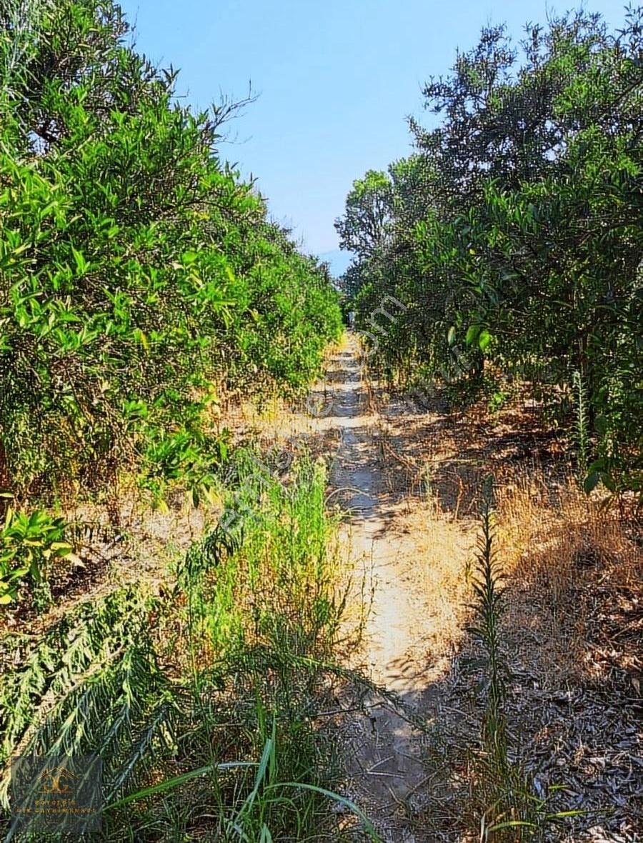 Köyceğiz Hamitköy'de Satılık Narenciye Bahçesi - Görsel 11
