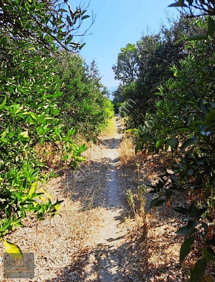 Köyceğiz Hamitköy'de Satılık Narenciye Bahçesi