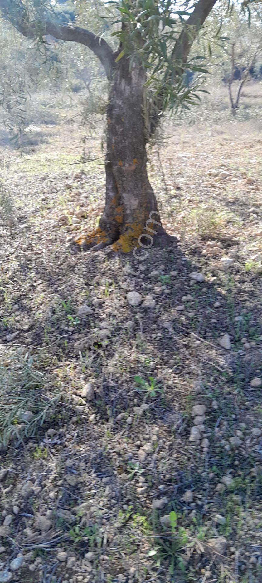 Bsm'den Aydın Karacasu Yatırımlık Zeytinlik - Görsel 3
