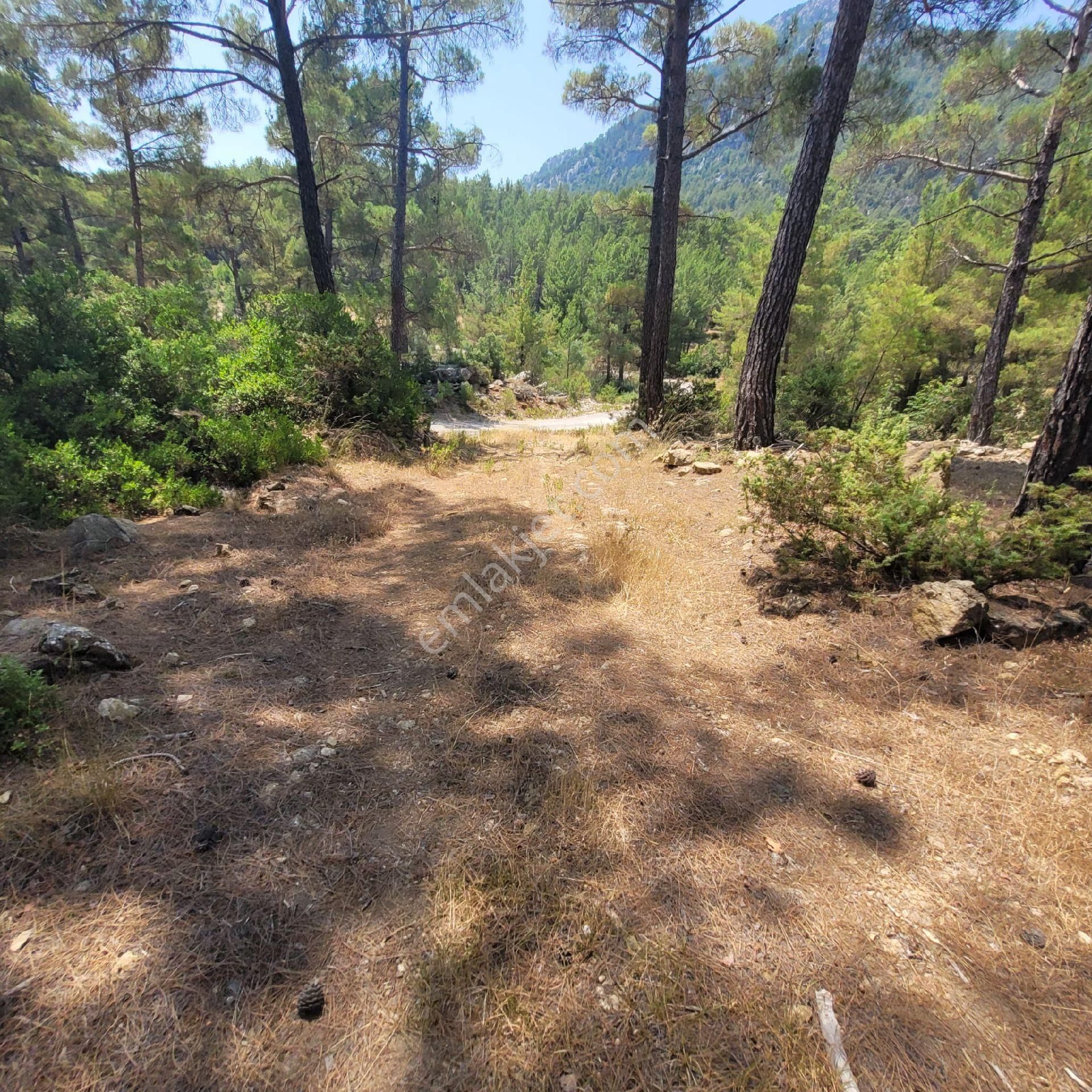 Trent Emlaktan Akseki Aşağıaşıklar Köyünde 541 M² Satılık Tarla - Görsel 8