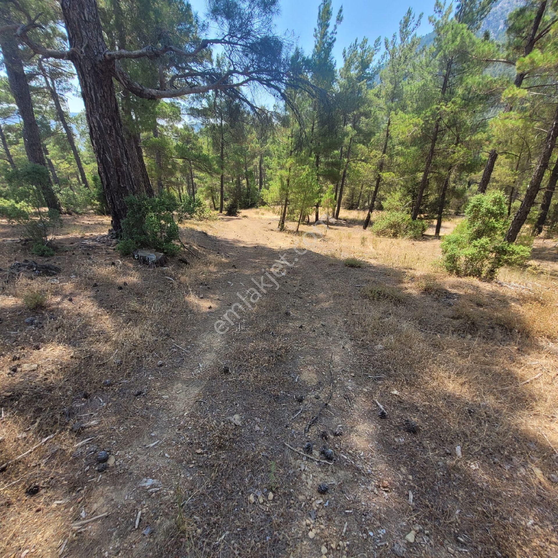 Trent Emlaktan Akseki Aşağıaşıklar Köyünde 541 M² Satılık Tarla - Görsel 6