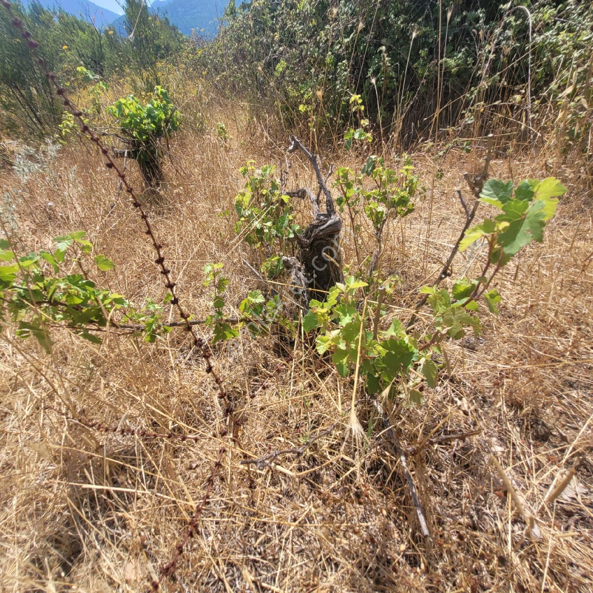 Trent Emlaktan Akseki Mahmutlu Köyünde 947 M² Satılık Tarla - Görsel 16