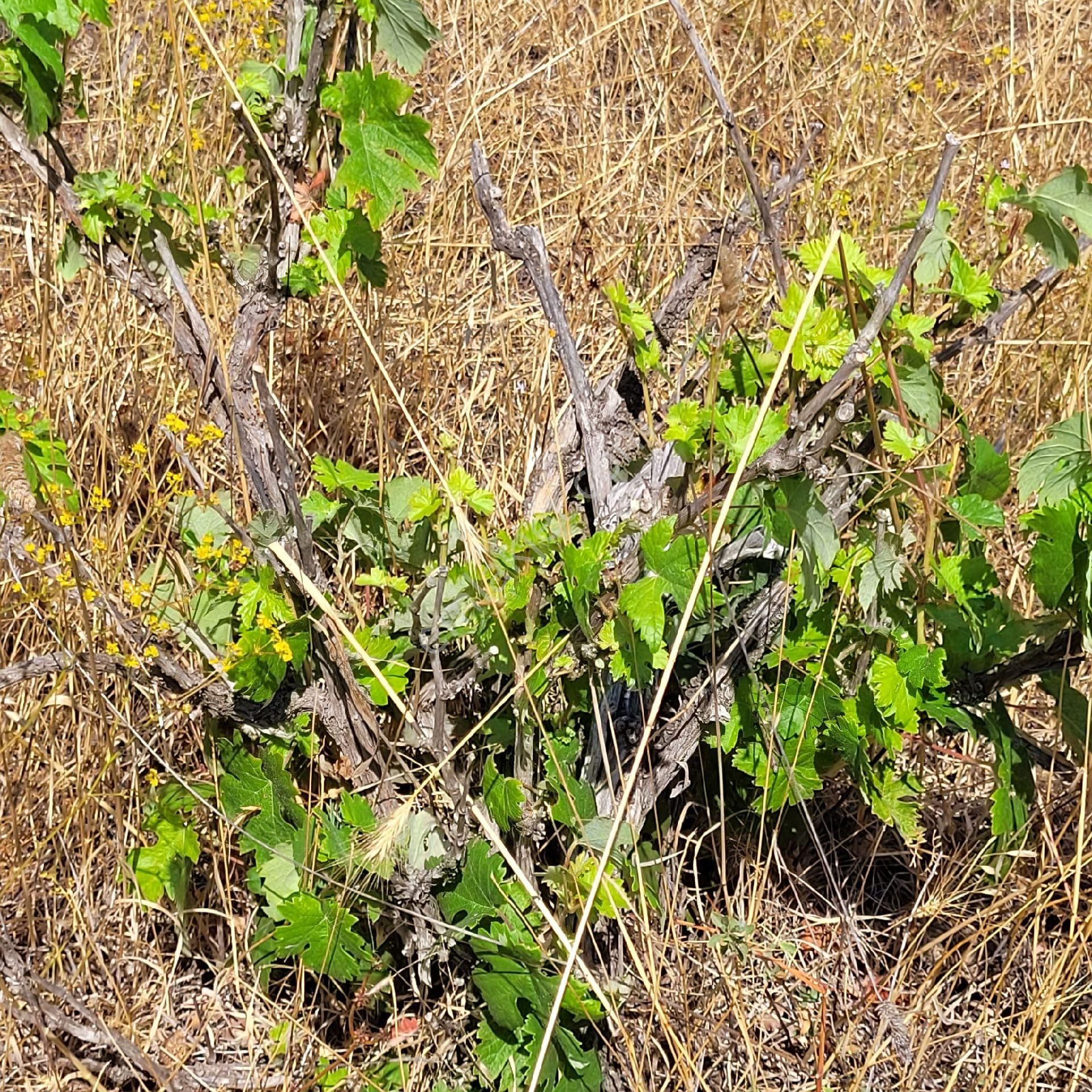 Trent Emlaktan Akseki Mahmutlu Köyünde 947 M² Satılık Tarla - Görsel 10