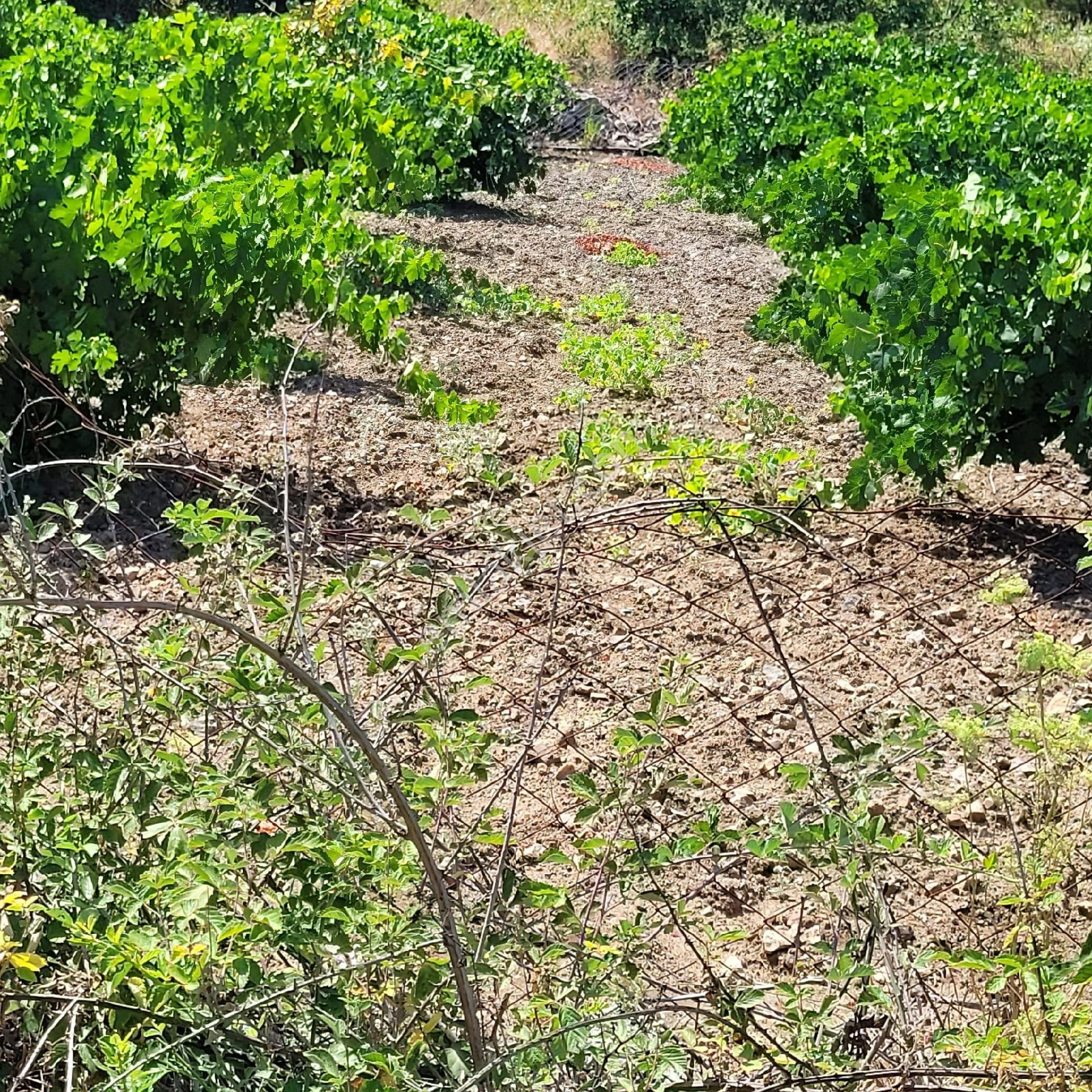 Trent Emlaktan Akseki Mahmutlu Köyünde 947 M² Satılık Tarla - Görsel 12