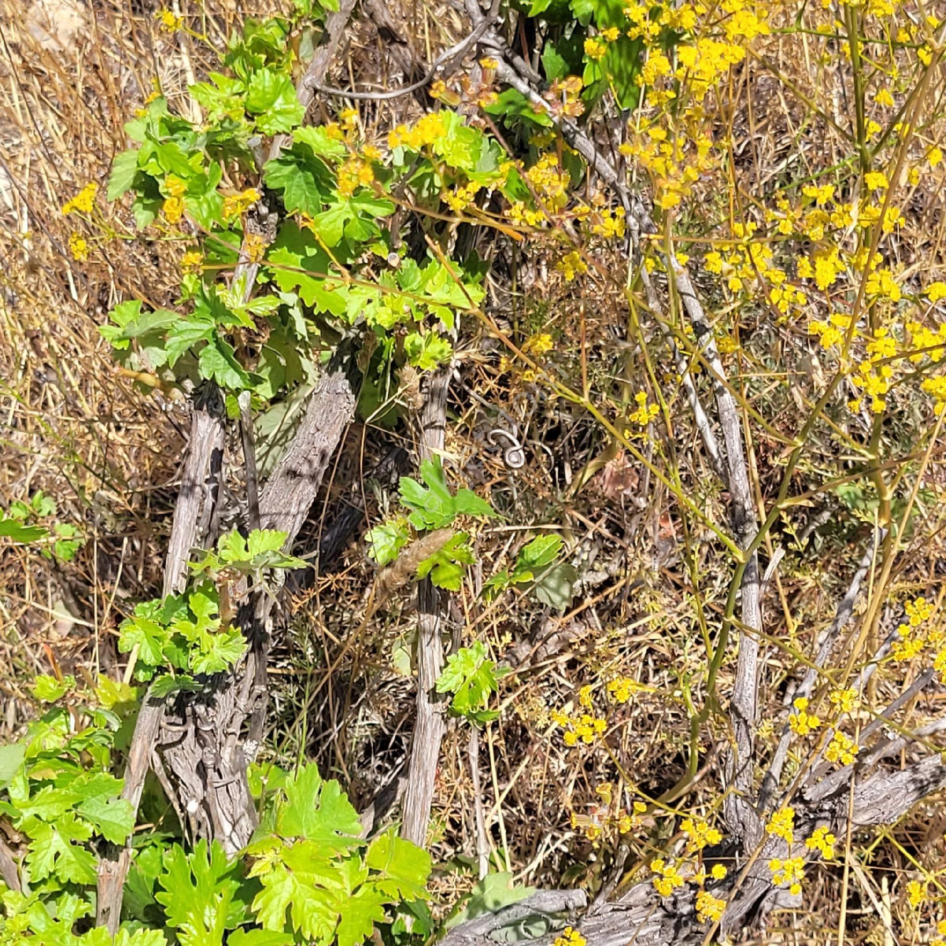 Trent Emlaktan Akseki Mahmutlu Köyünde 947 M² Satılık Tarla - Görsel 9