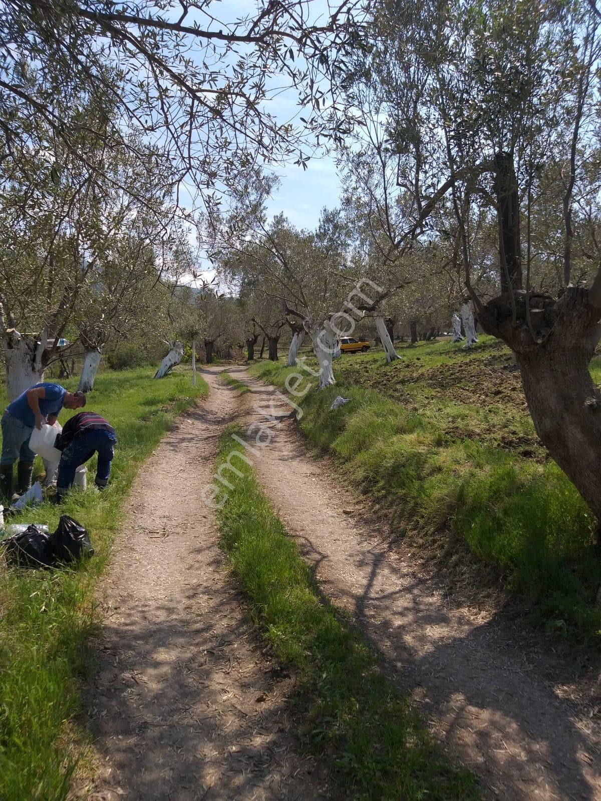Akçay Özgüven Emlak'tan Havran'da 2.848m2 Satılık Zeytinlik