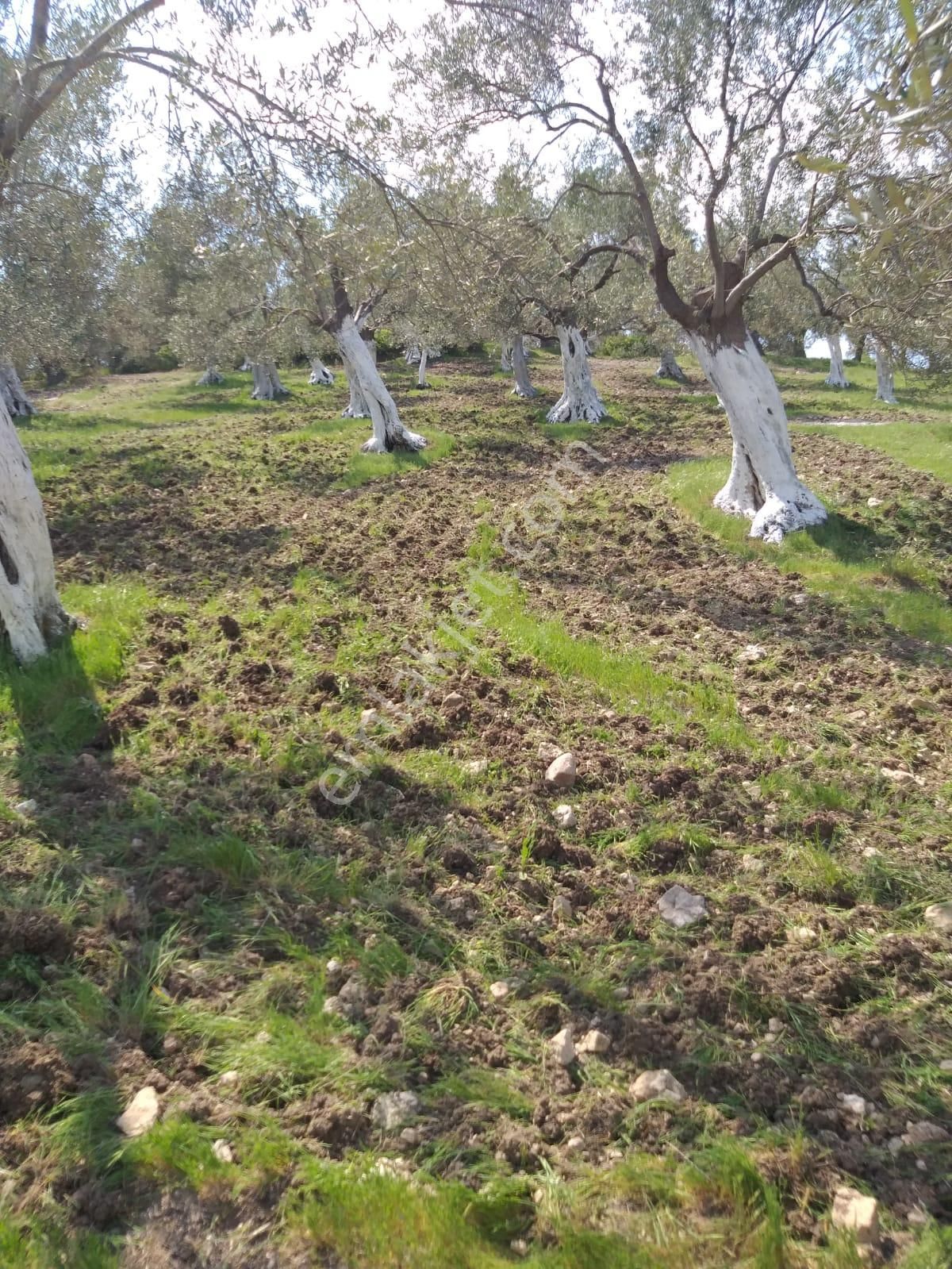 Akçay Özgüven Emlak'tan Havran'da 2.848m2 Satılık Zeytinlik - Görsel 9