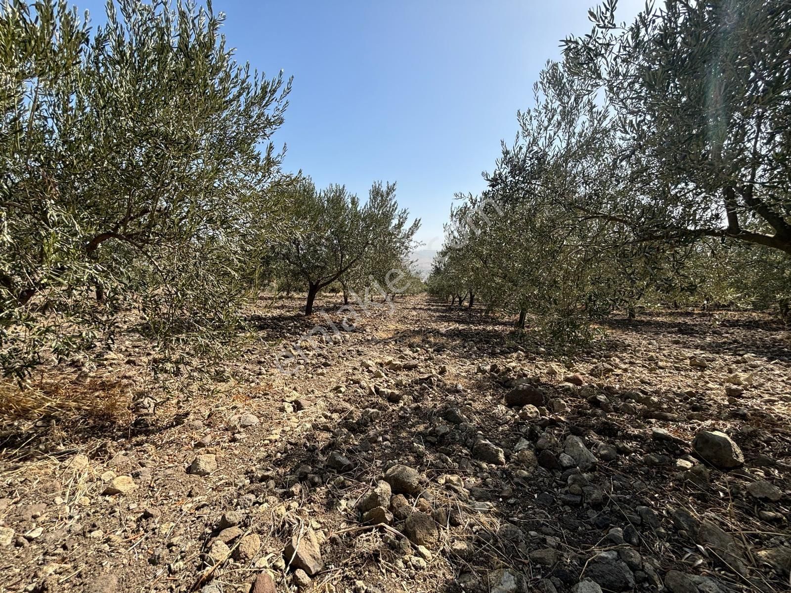 Bergama Kaşıkçı Mah Muhteşem Cennet Bahçesi Satılık Zeytinlik - Görsel 10