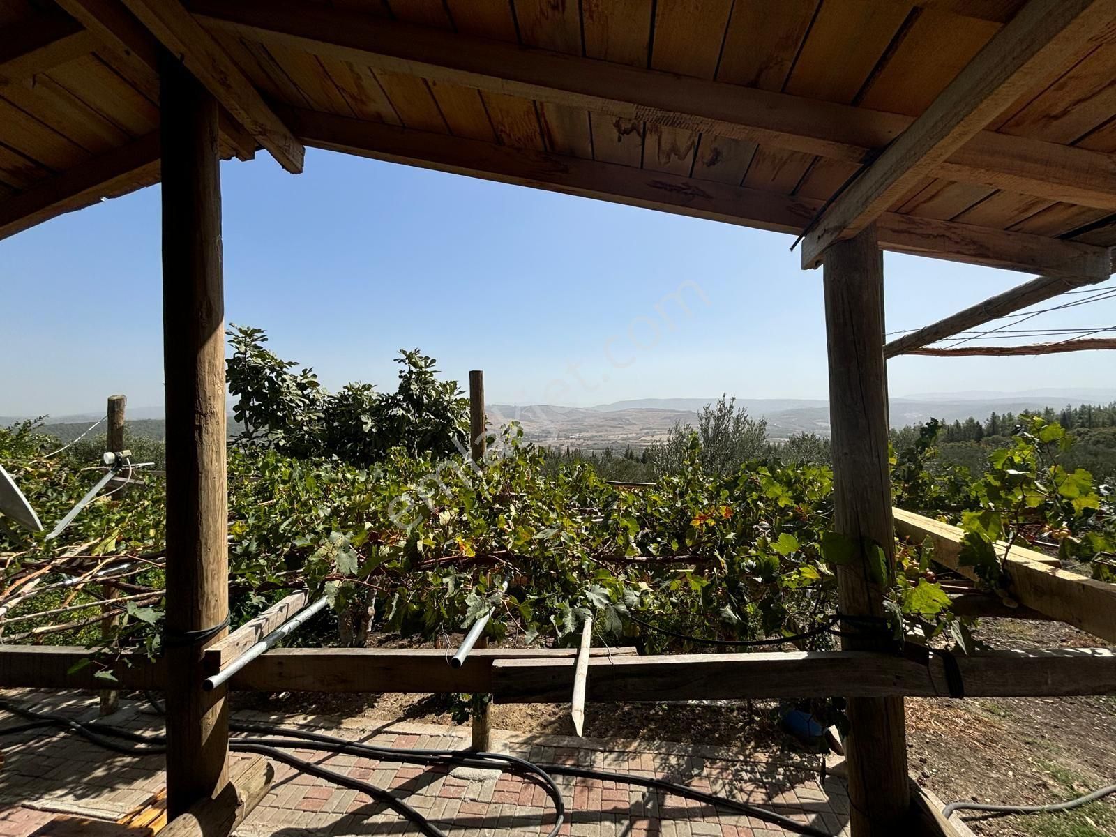 Bergama Kaşıkçı Mah Muhteşem Cennet Bahçesi Satılık Zeytinlik - Görsel 22