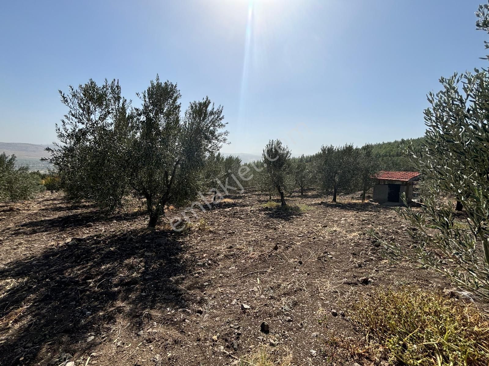 Bergama Kaşıkçı Mah Muhteşem Cennet Bahçesi Satılık Zeytinlik - Görsel 9