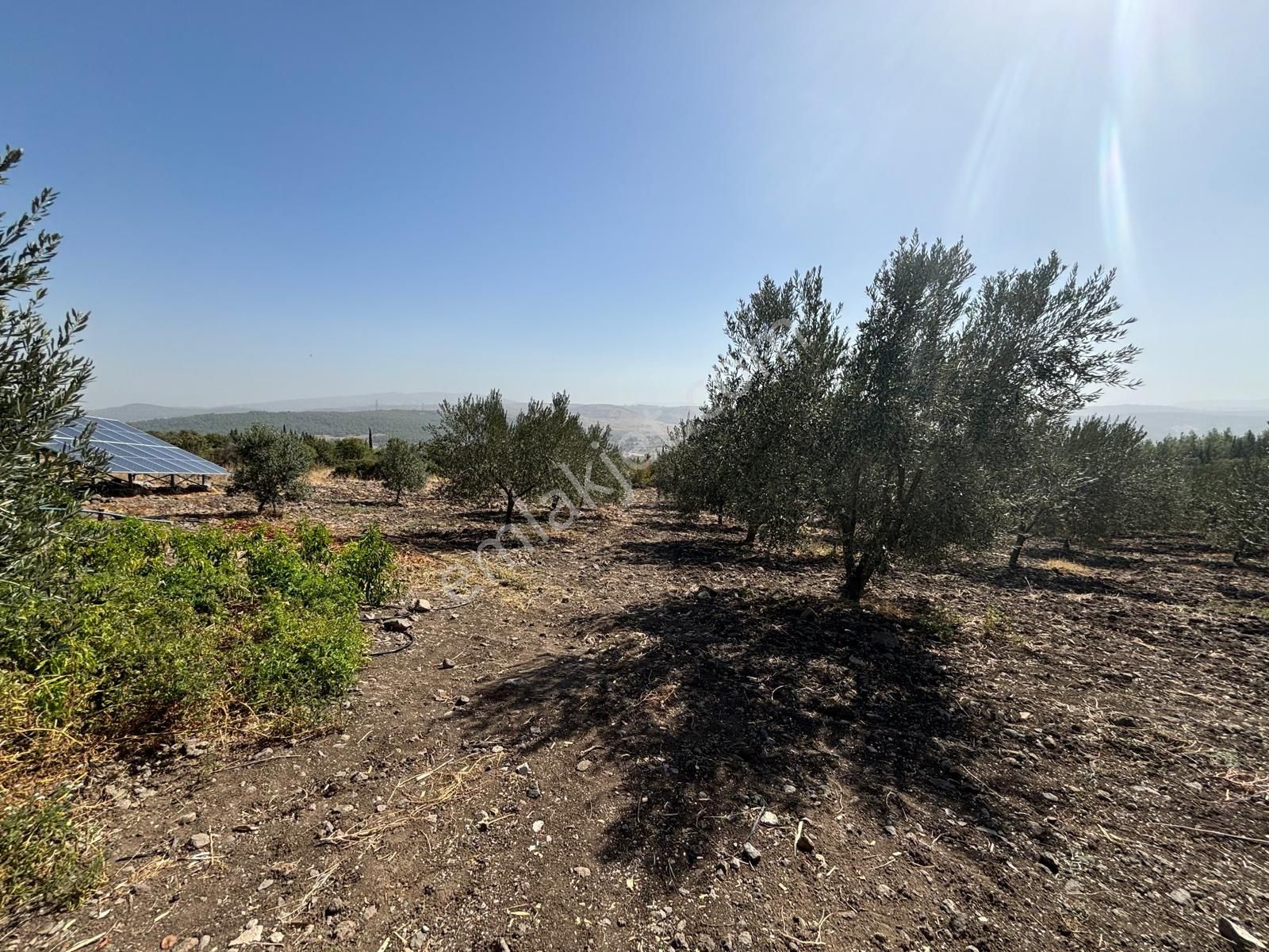 Bergama Kaşıkçı Mah Muhteşem Cennet Bahçesi Satılık Zeytinlik - Görsel 31
