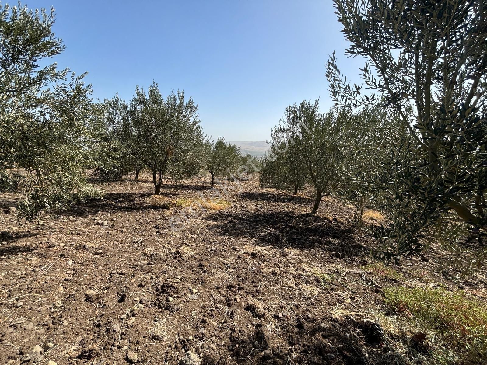 Bergama Kaşıkçı Mah Muhteşem Cennet Bahçesi Satılık Zeytinlik - Görsel 8