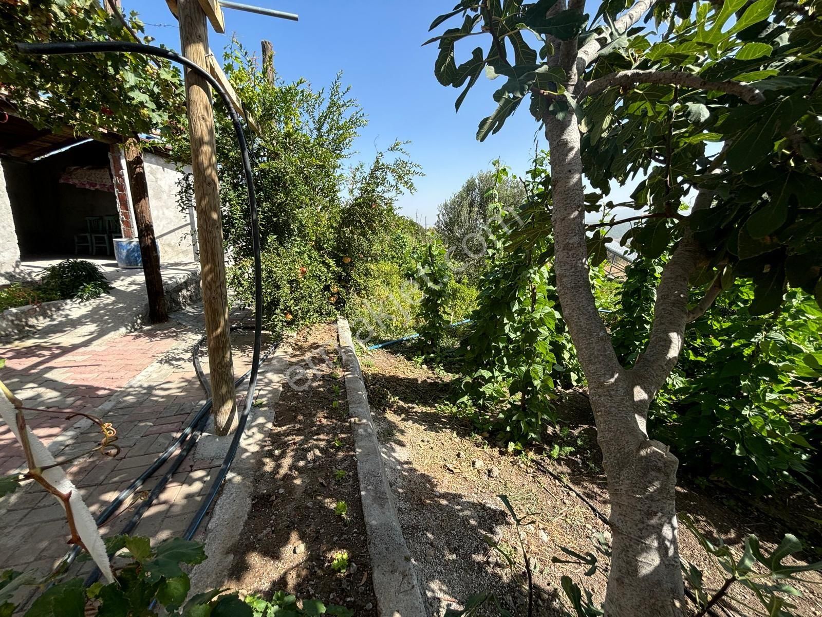 Bergama Kaşıkçı Mah Muhteşem Cennet Bahçesi Satılık Zeytinlik - Görsel 7