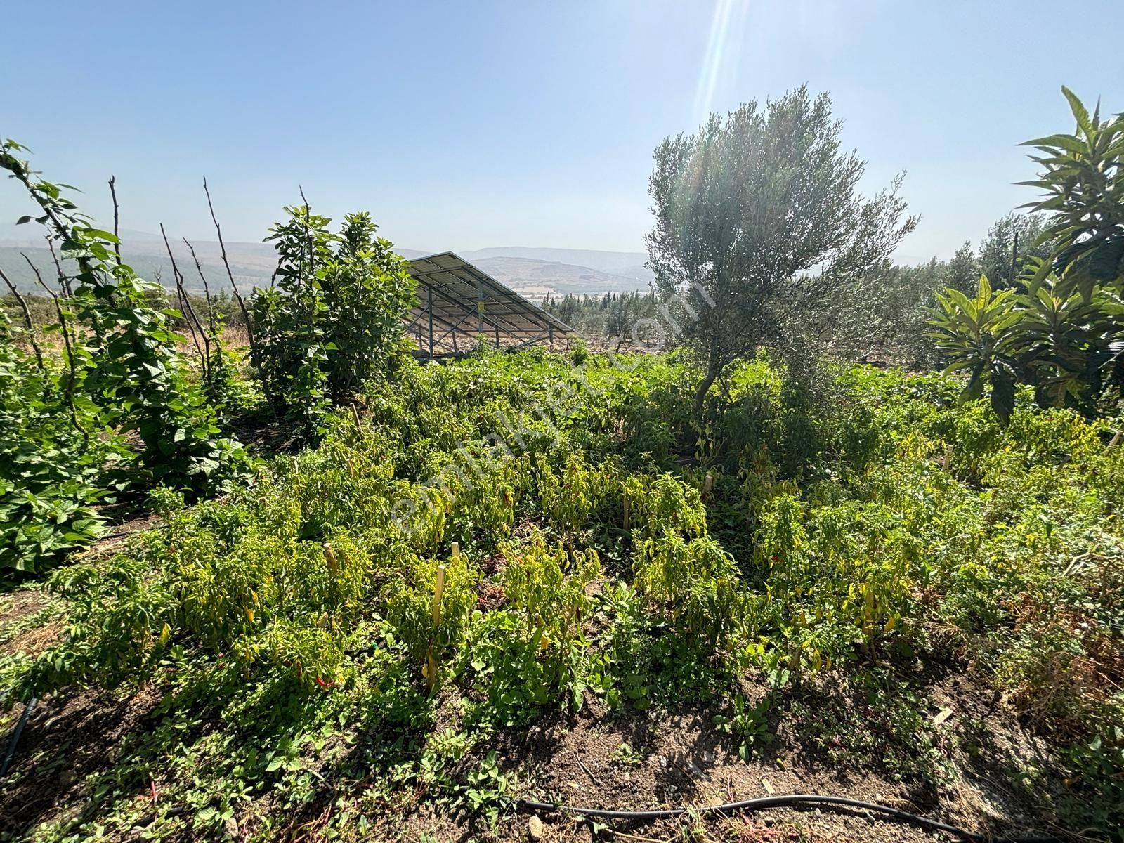 Bergama Kaşıkçı Mah Muhteşem Cennet Bahçesi Satılık Zeytinlik - Görsel 13