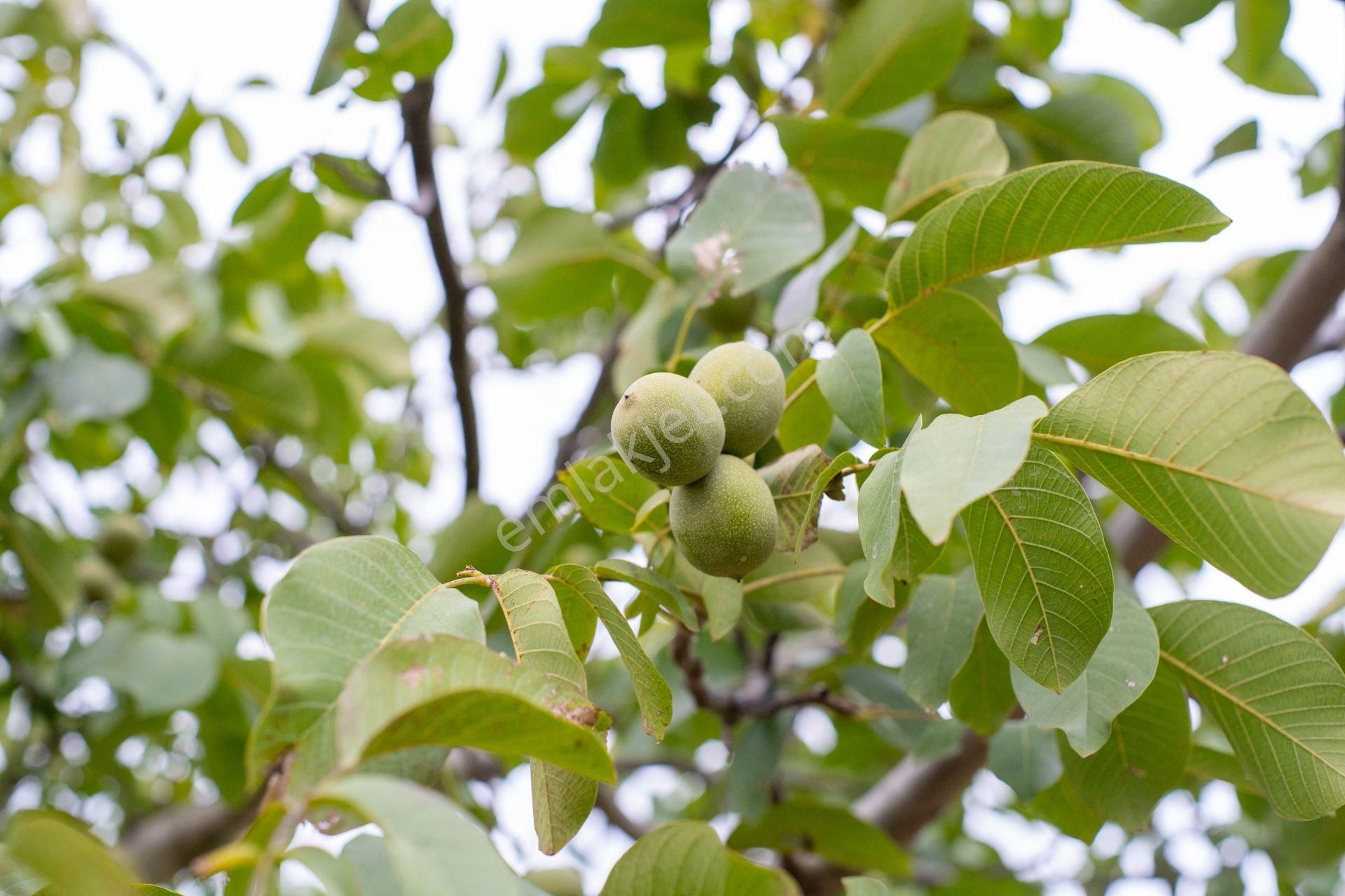 Dursunbey Çınar Köy'de Ceviz Ağaçlı Çiftlik Evi - Görsel 7