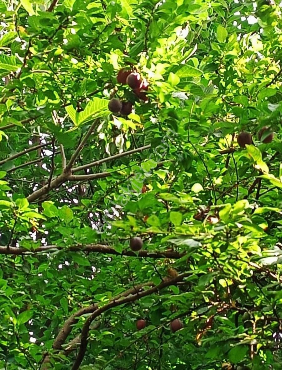 Karataş İnşaattan Satılık Muhteşem Konumda Gecekondu - Görsel 8