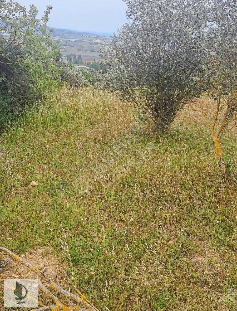 Bursa Yenişehir Hayriye Mh. Satılık Tarla! - Görsel 4